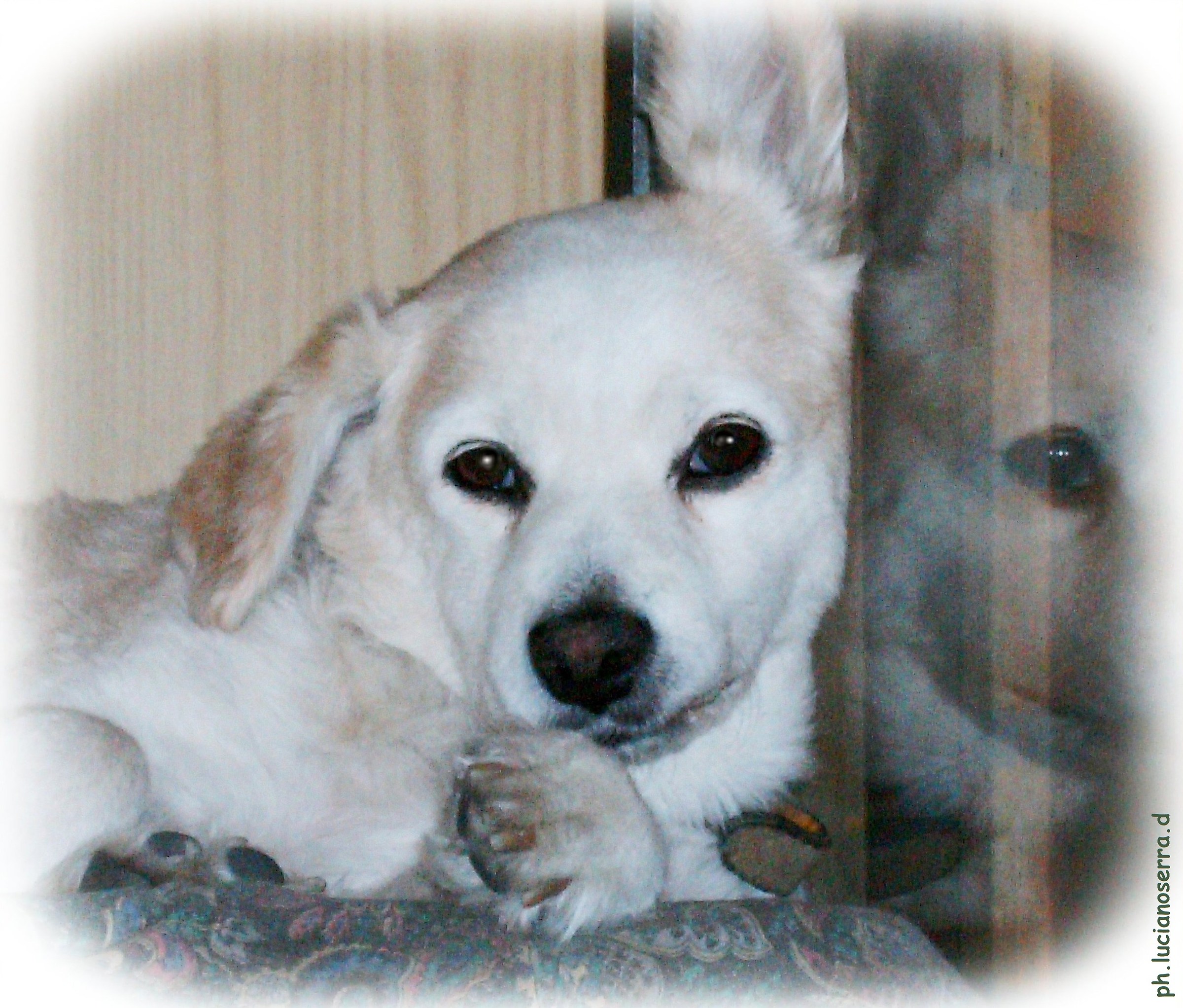 "The Cagnolina" ... Luca