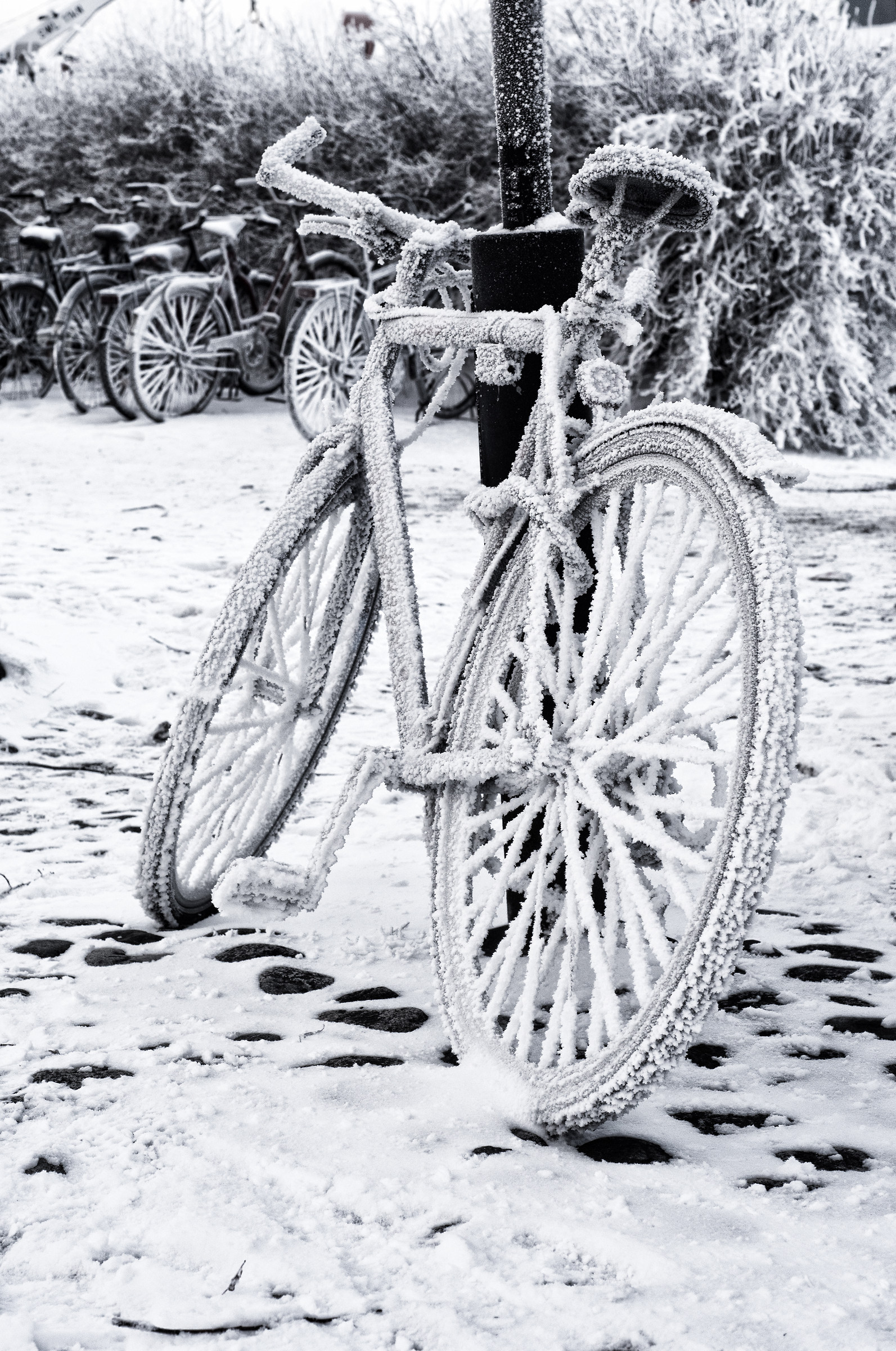 Frozen Bike