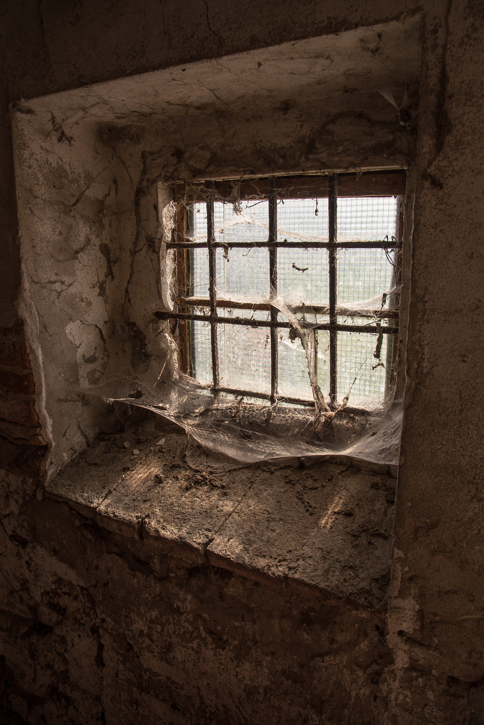 ragnatele di vecchia data