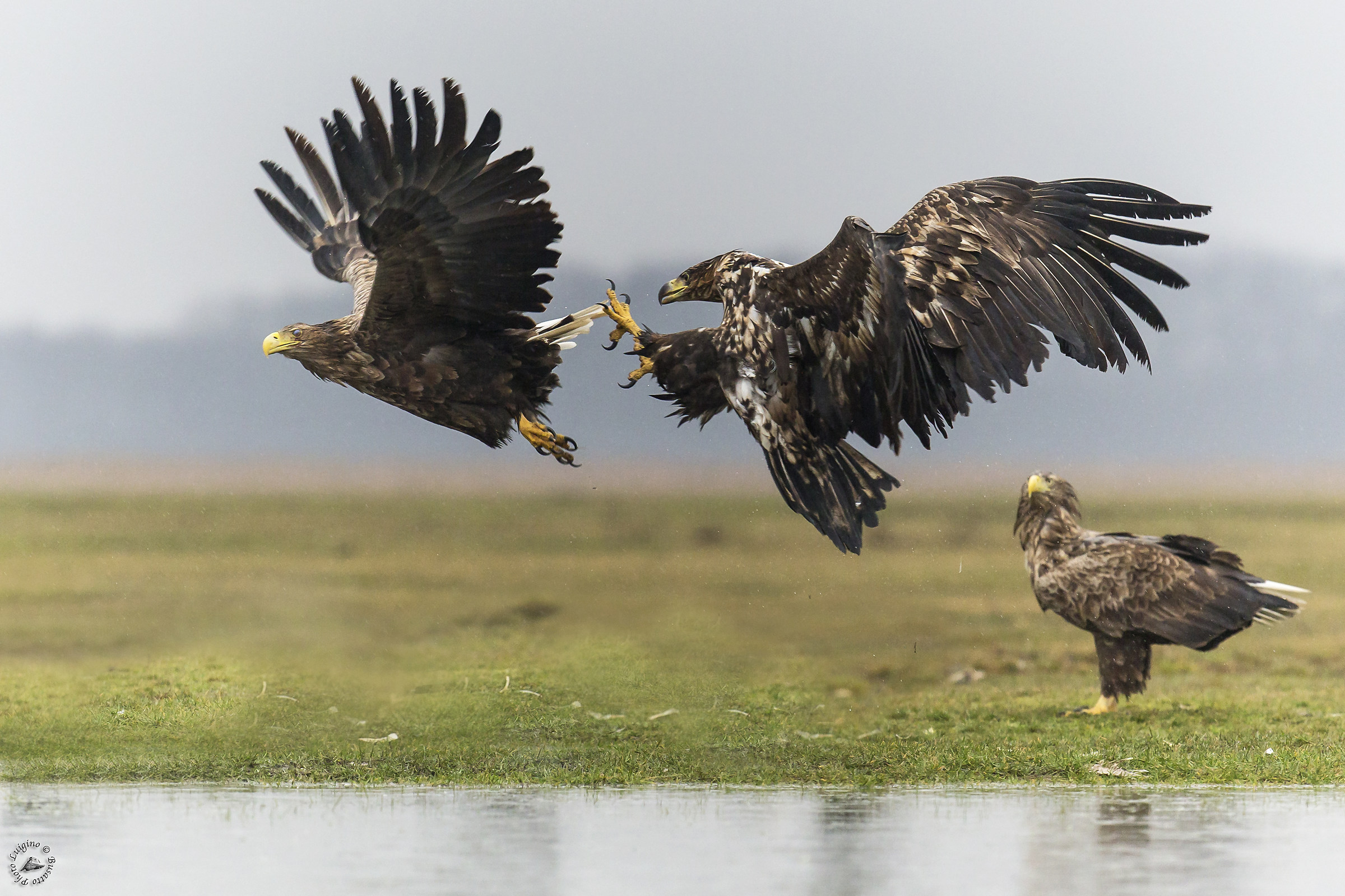 Aquila di mare Hortobagy