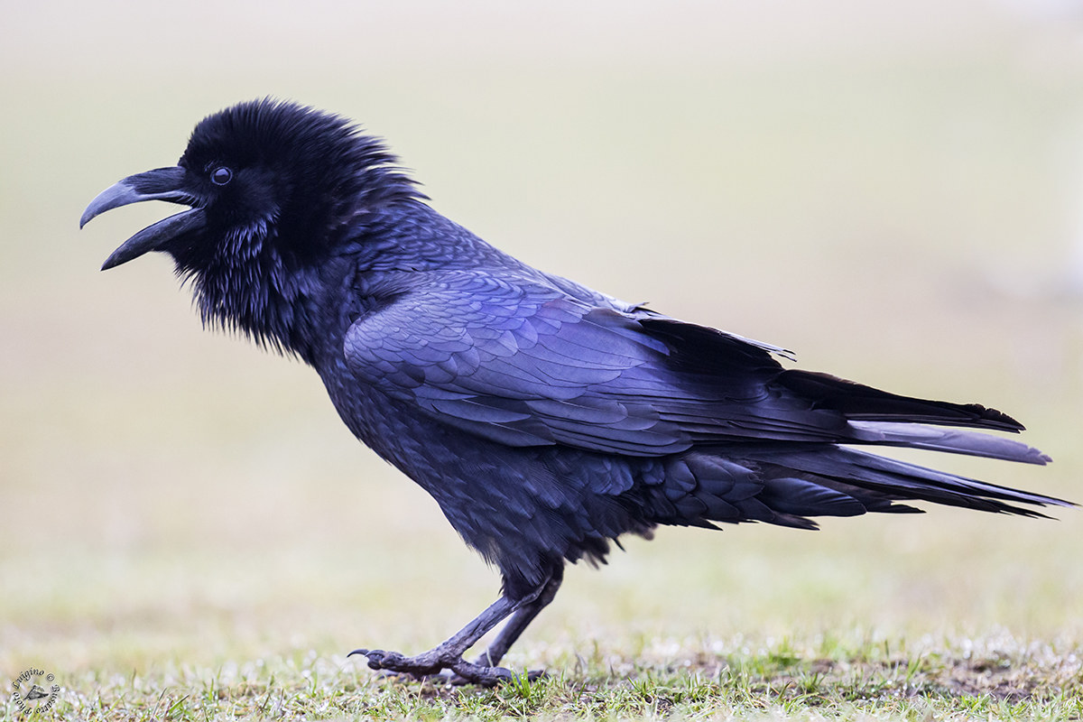 Corvo imperiale Hortobagy