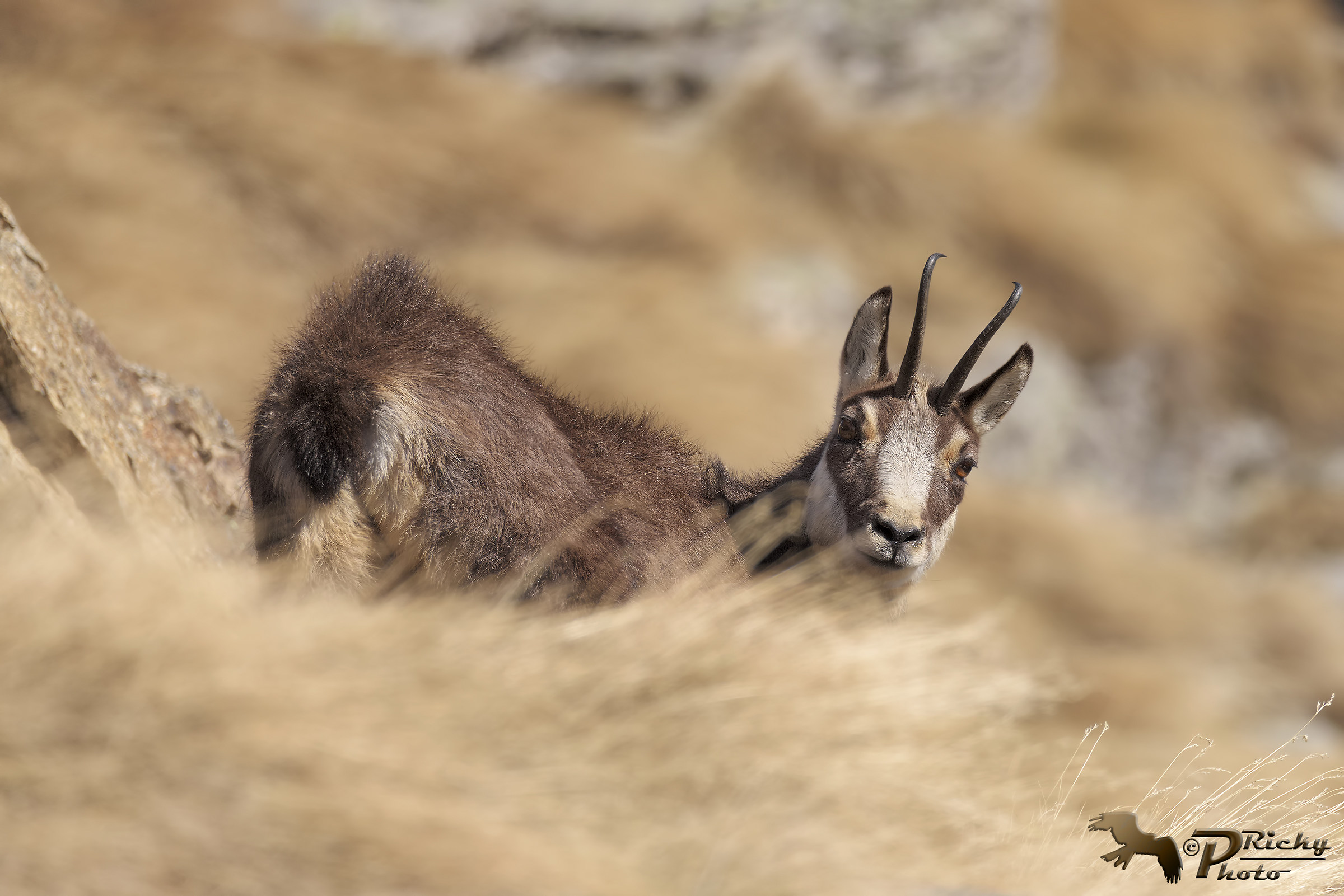 chamois