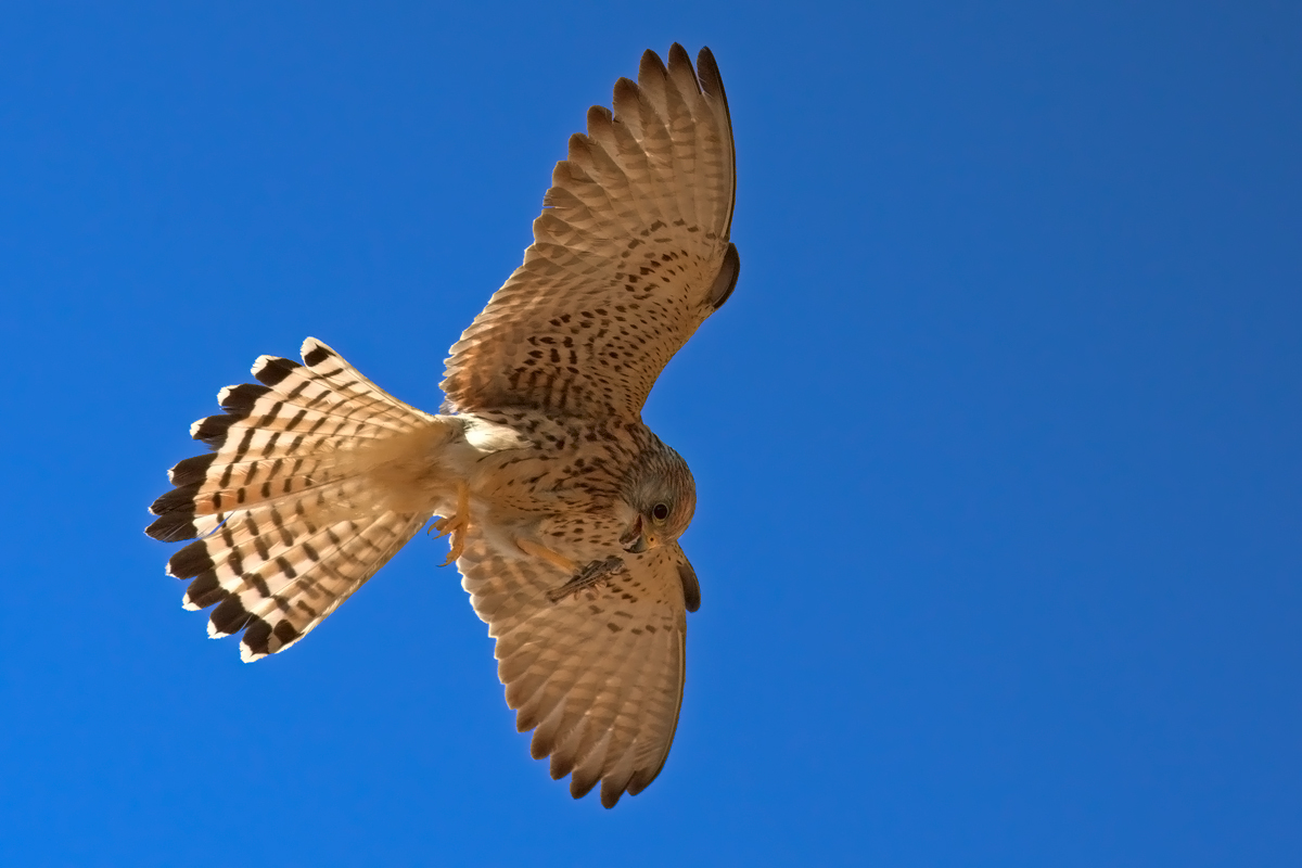 Kestrel