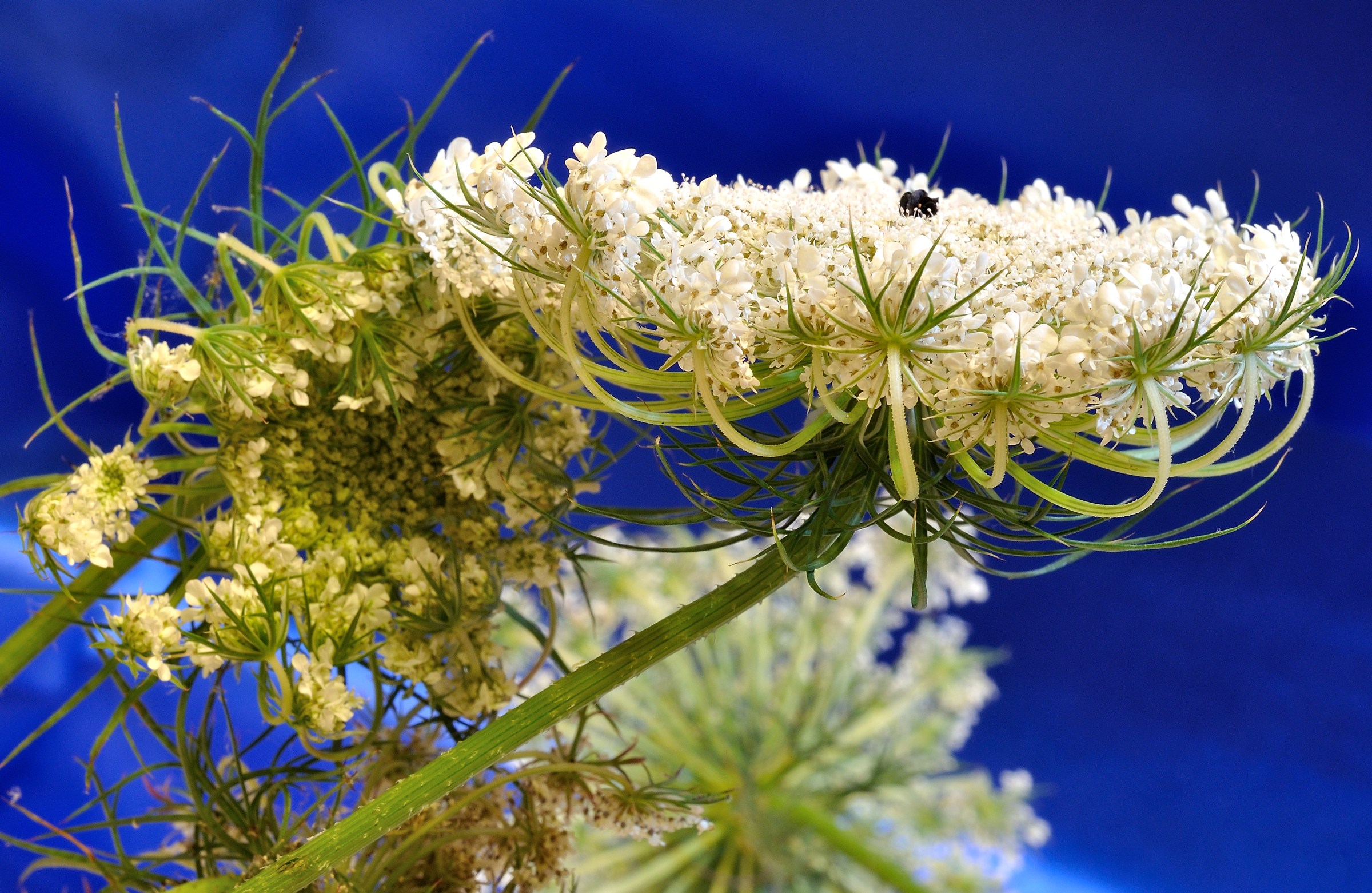 finocchio selvatico in blu