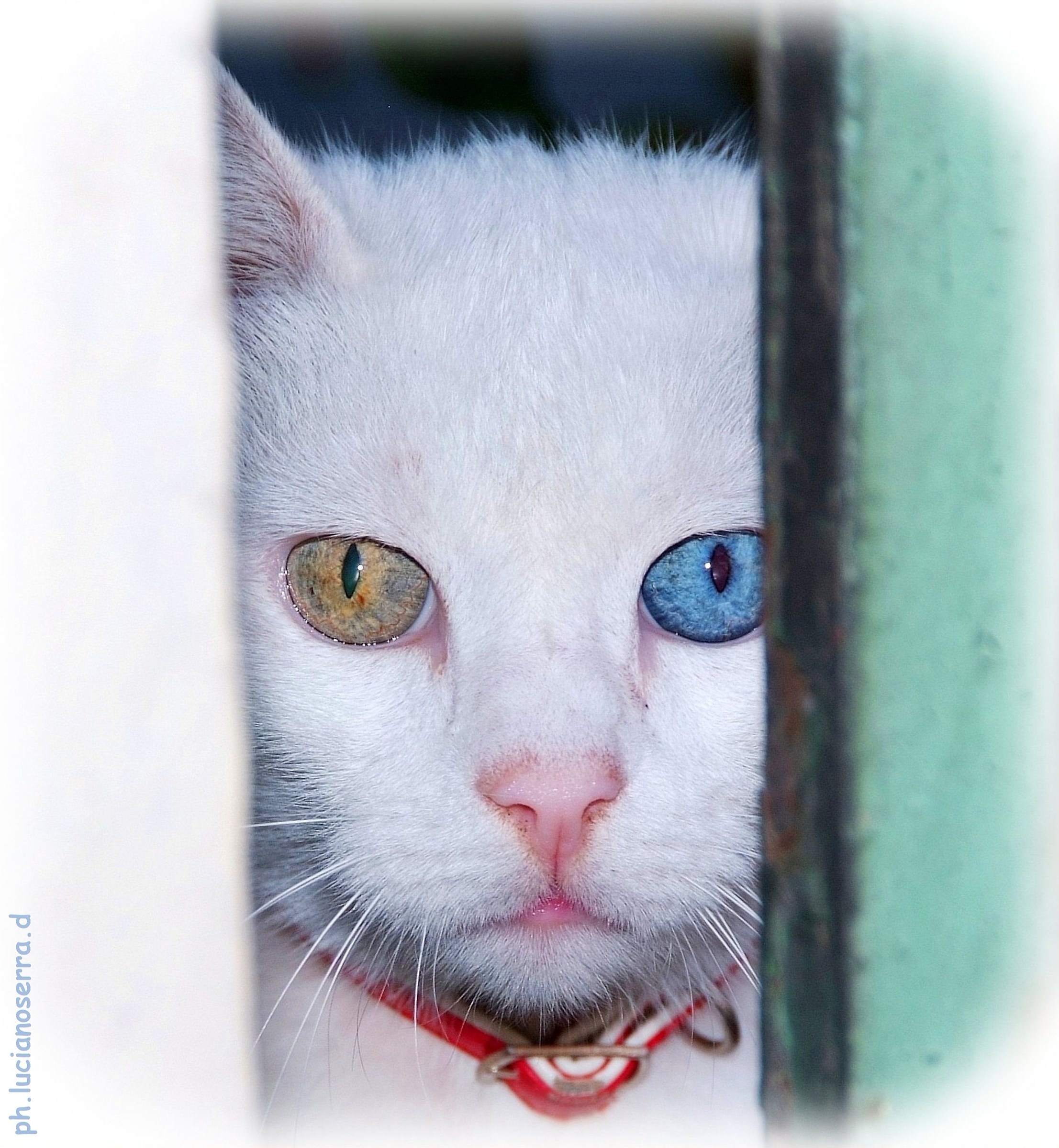 Micetto with different colors of eyes 2