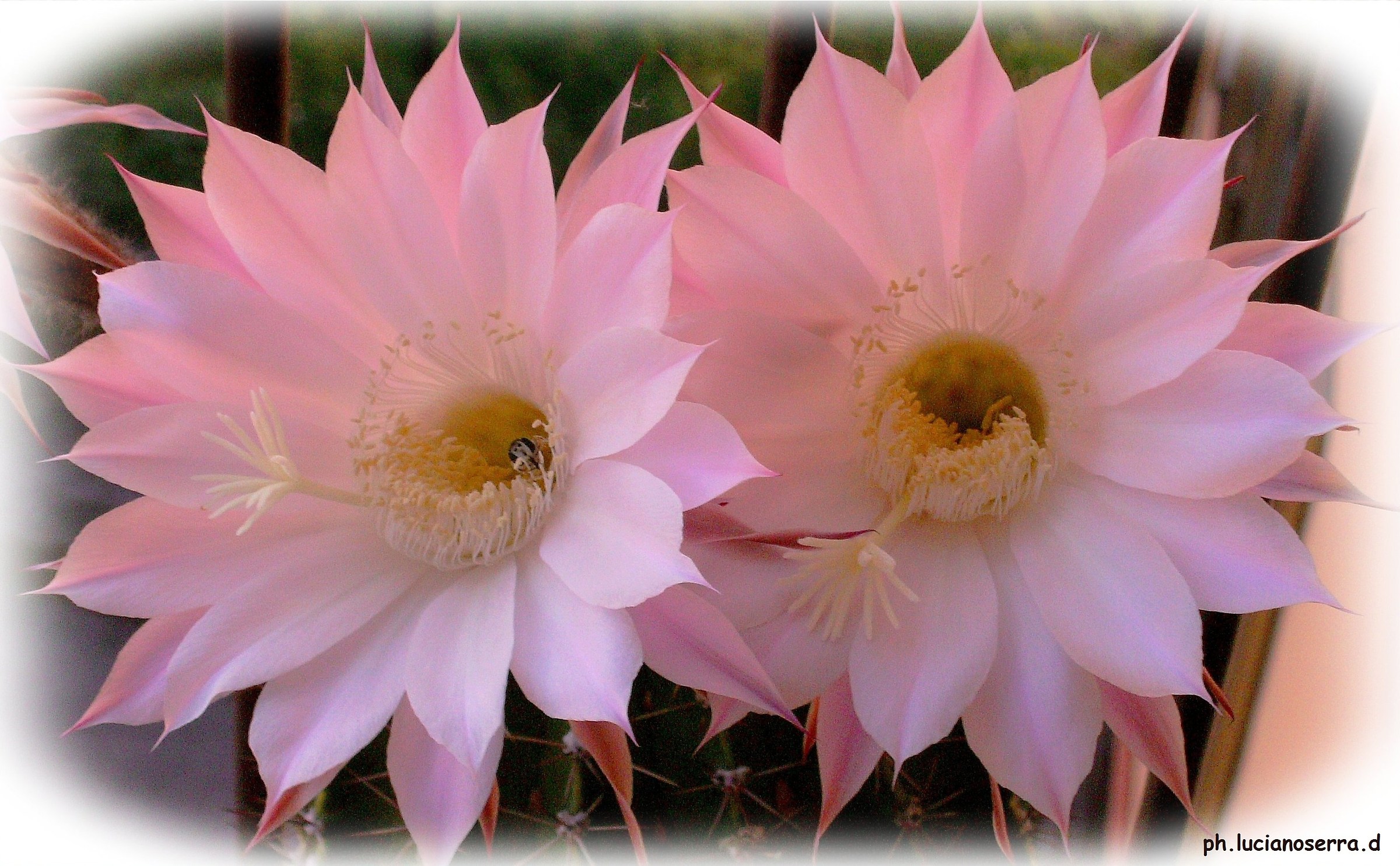 Cactus flowers