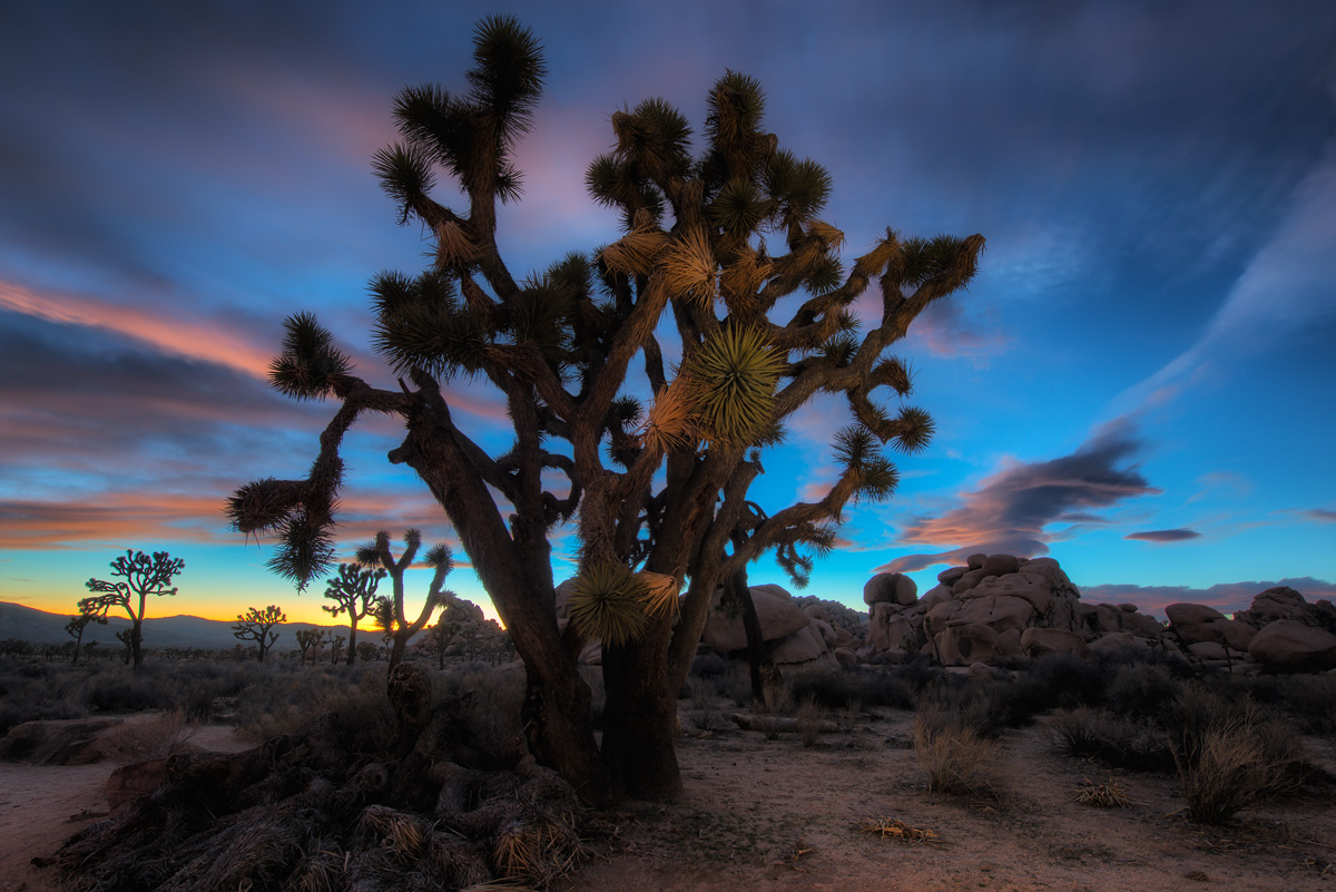 Joshua Tree Sunset