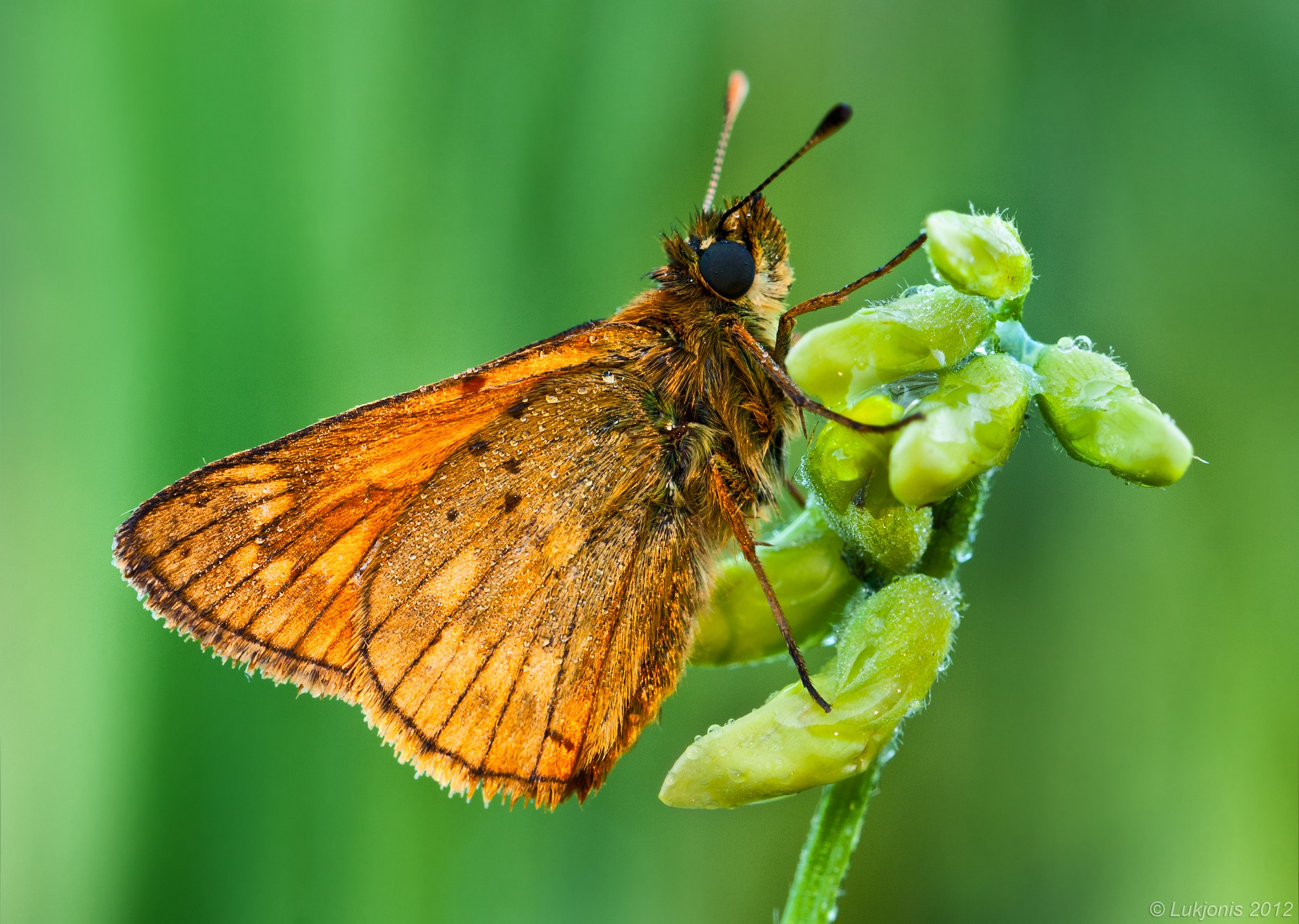 Il Large Skipper - Ochlodes sylvanus
