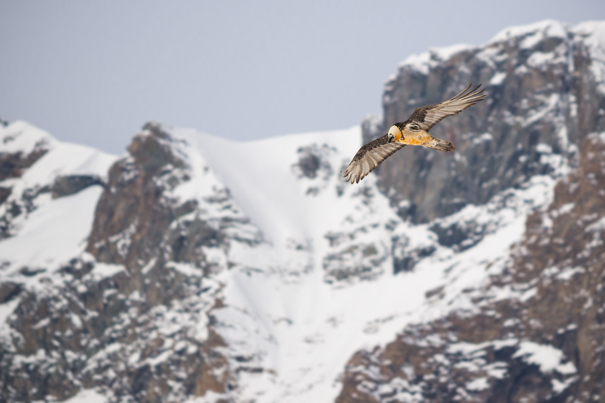 L'avvoltoio d'oro ambientato