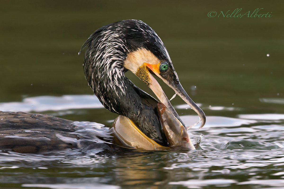 cormorano con anguilla x cena