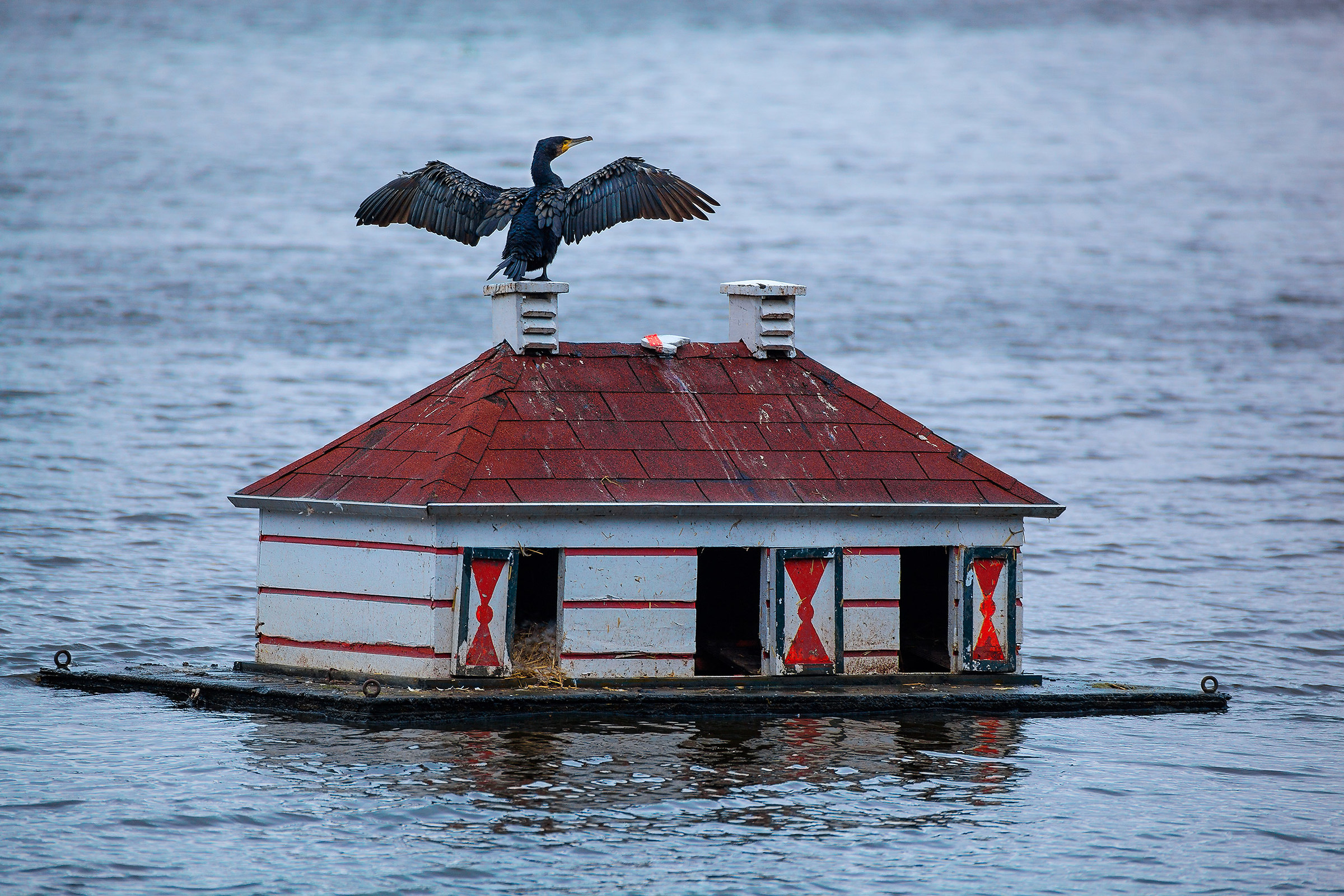 the house of the cormorant