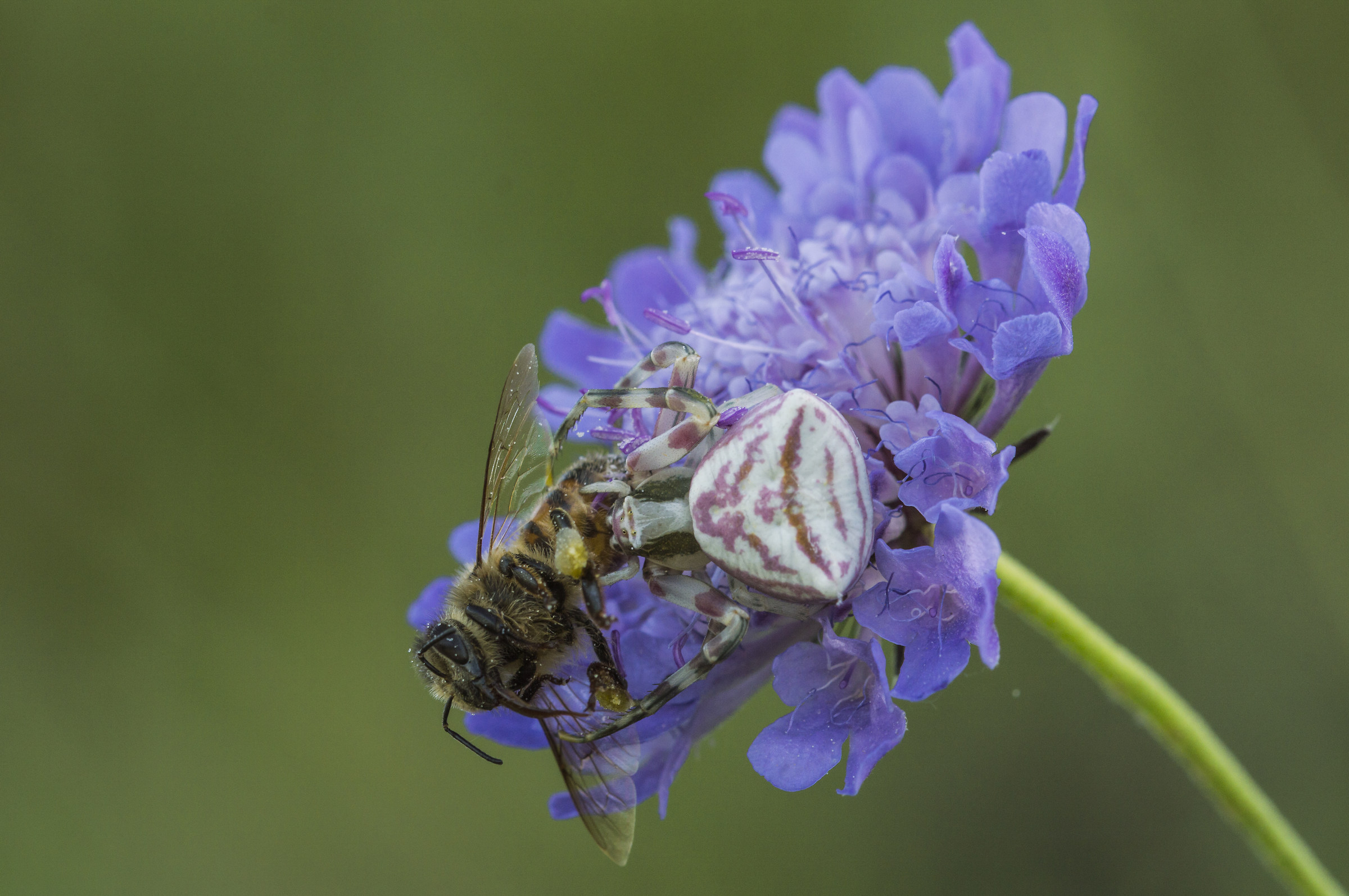 Thomisus onustus con preda