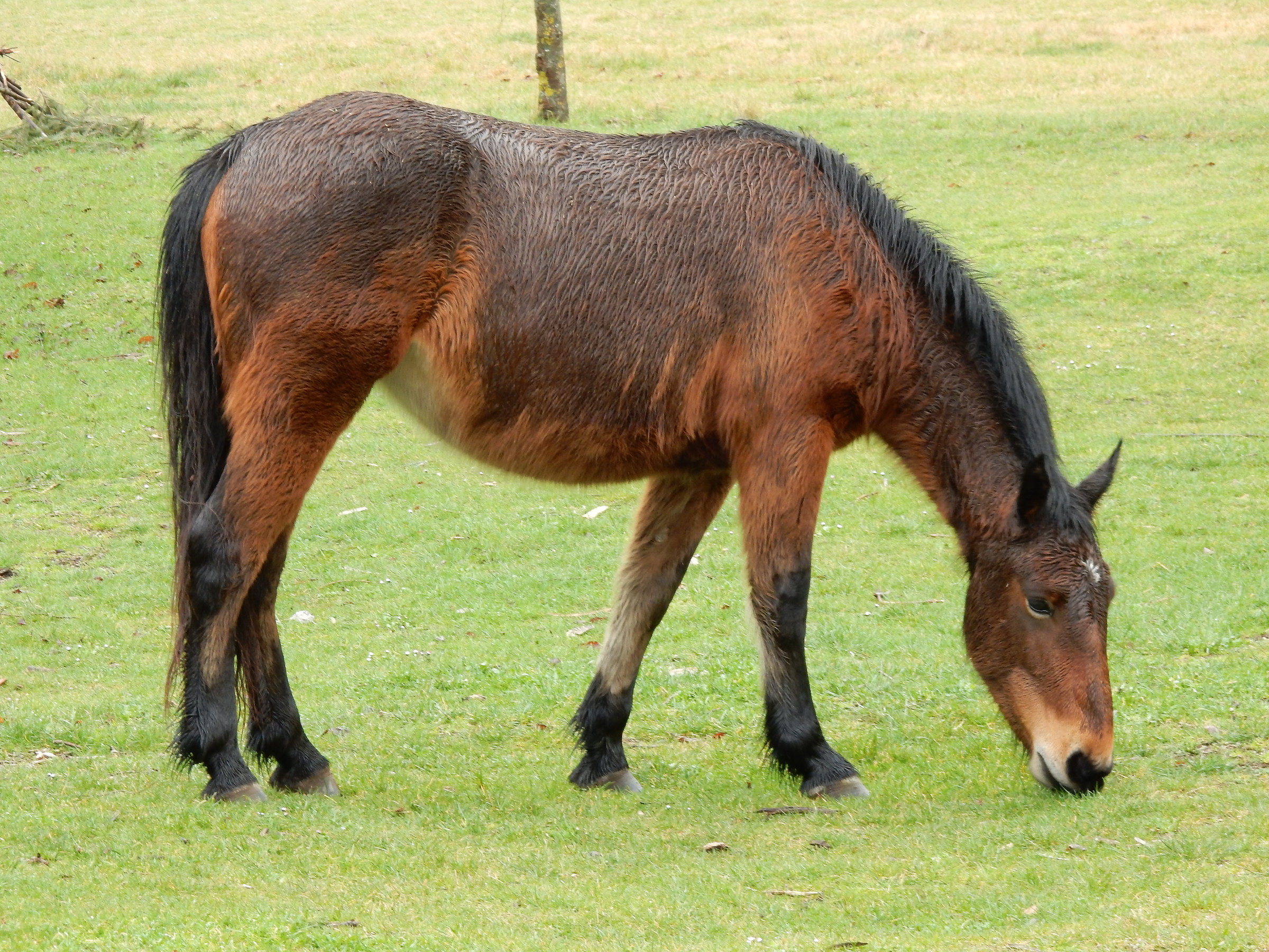 Wet hungry horse riding ...