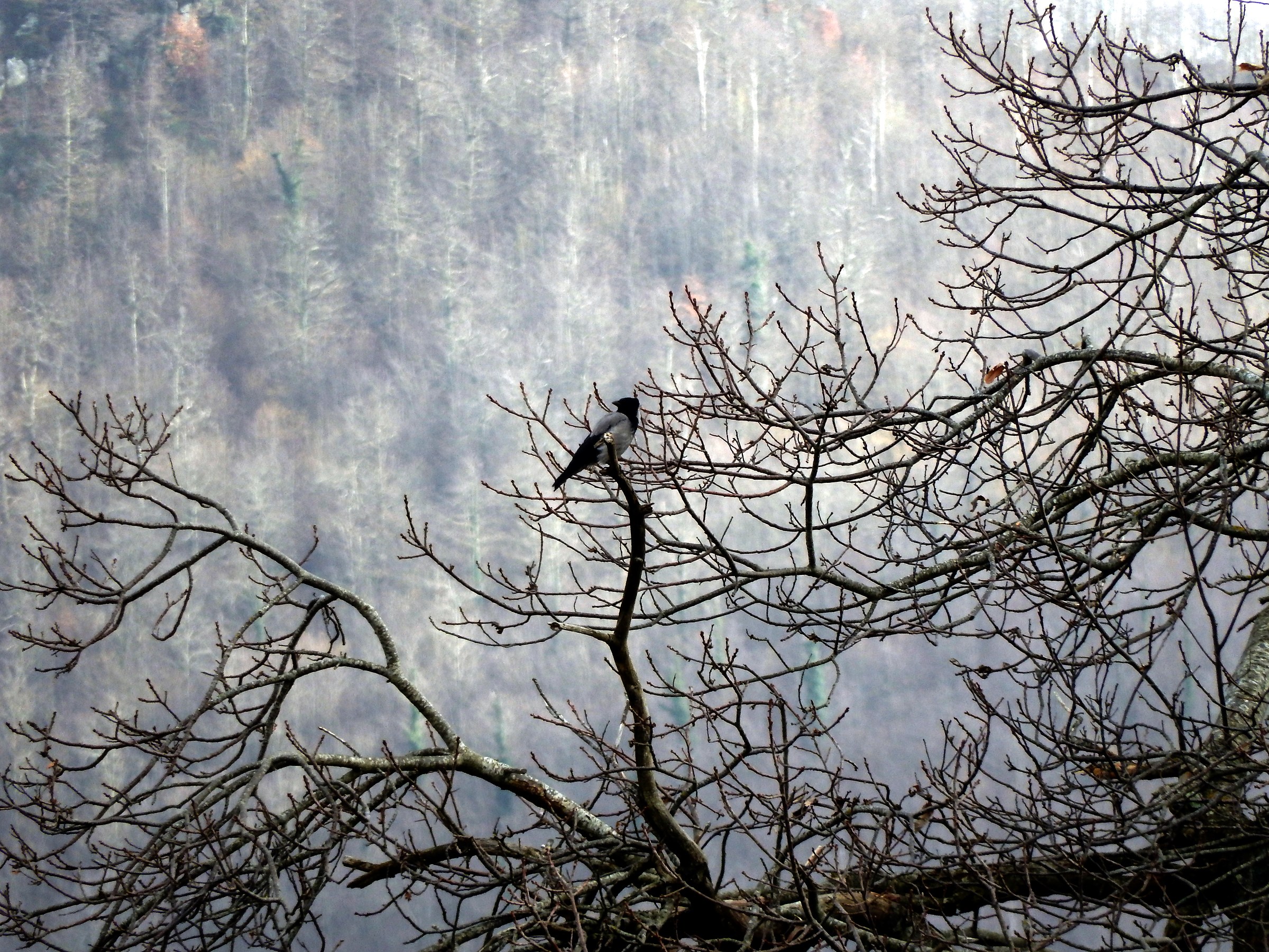 The small lookout crow ...
