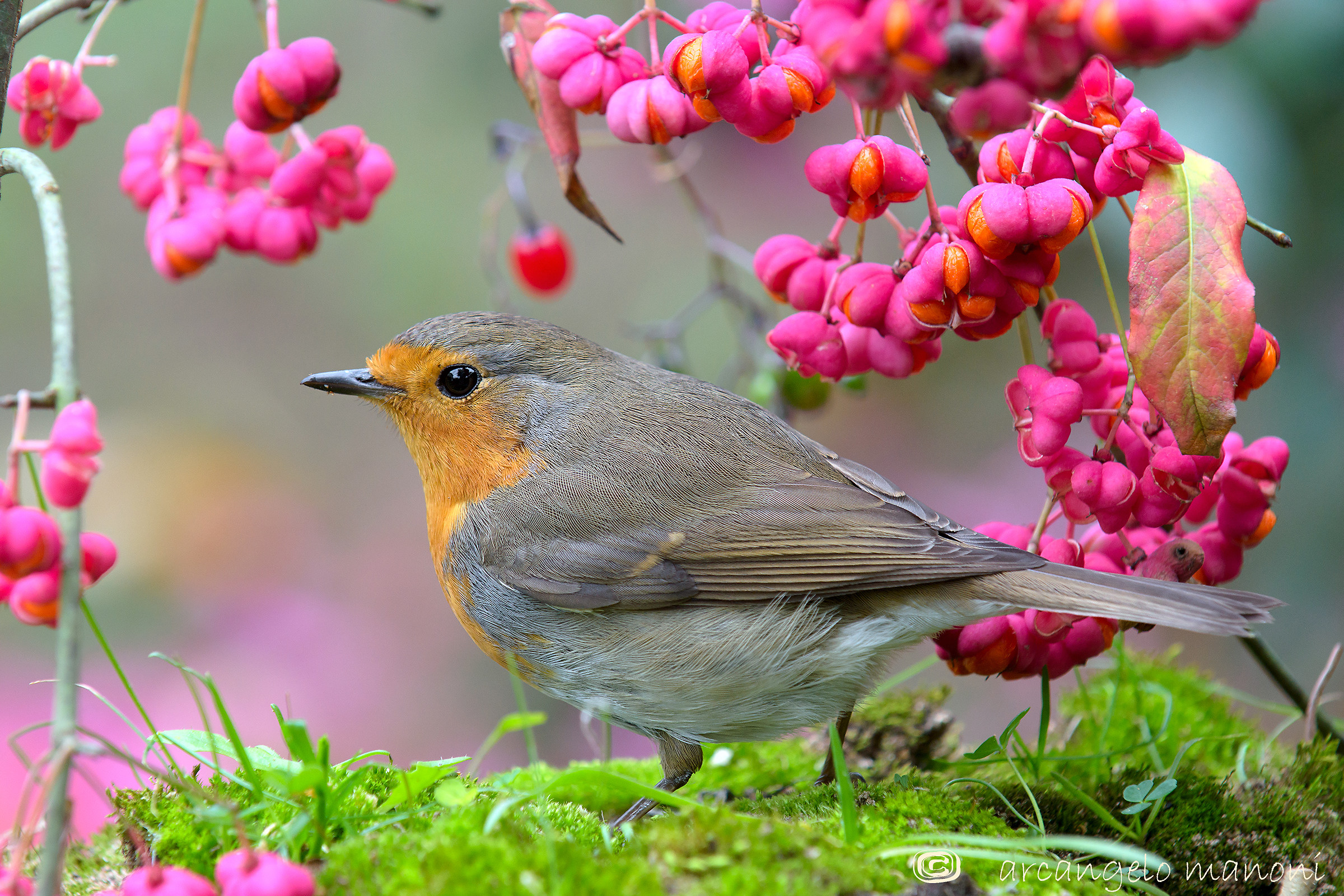 The robin and the priest's hat