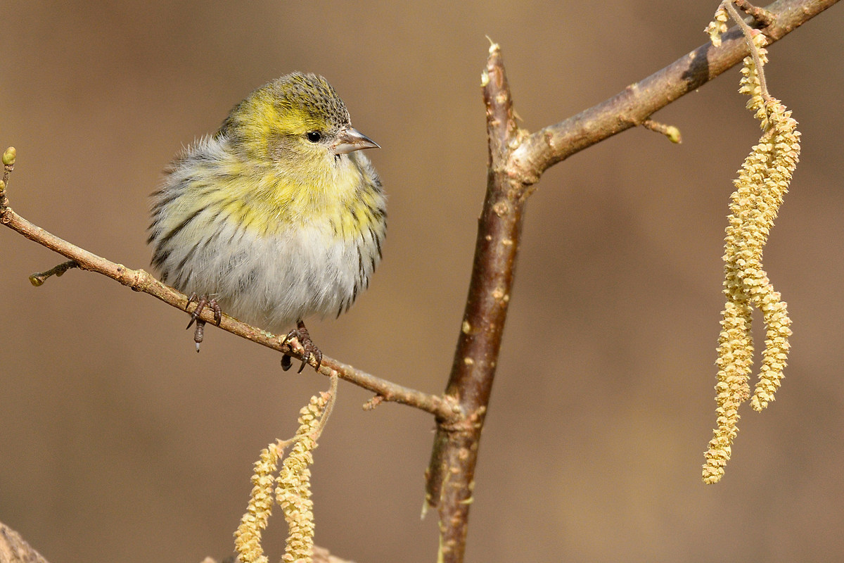 femmina di lucherino
