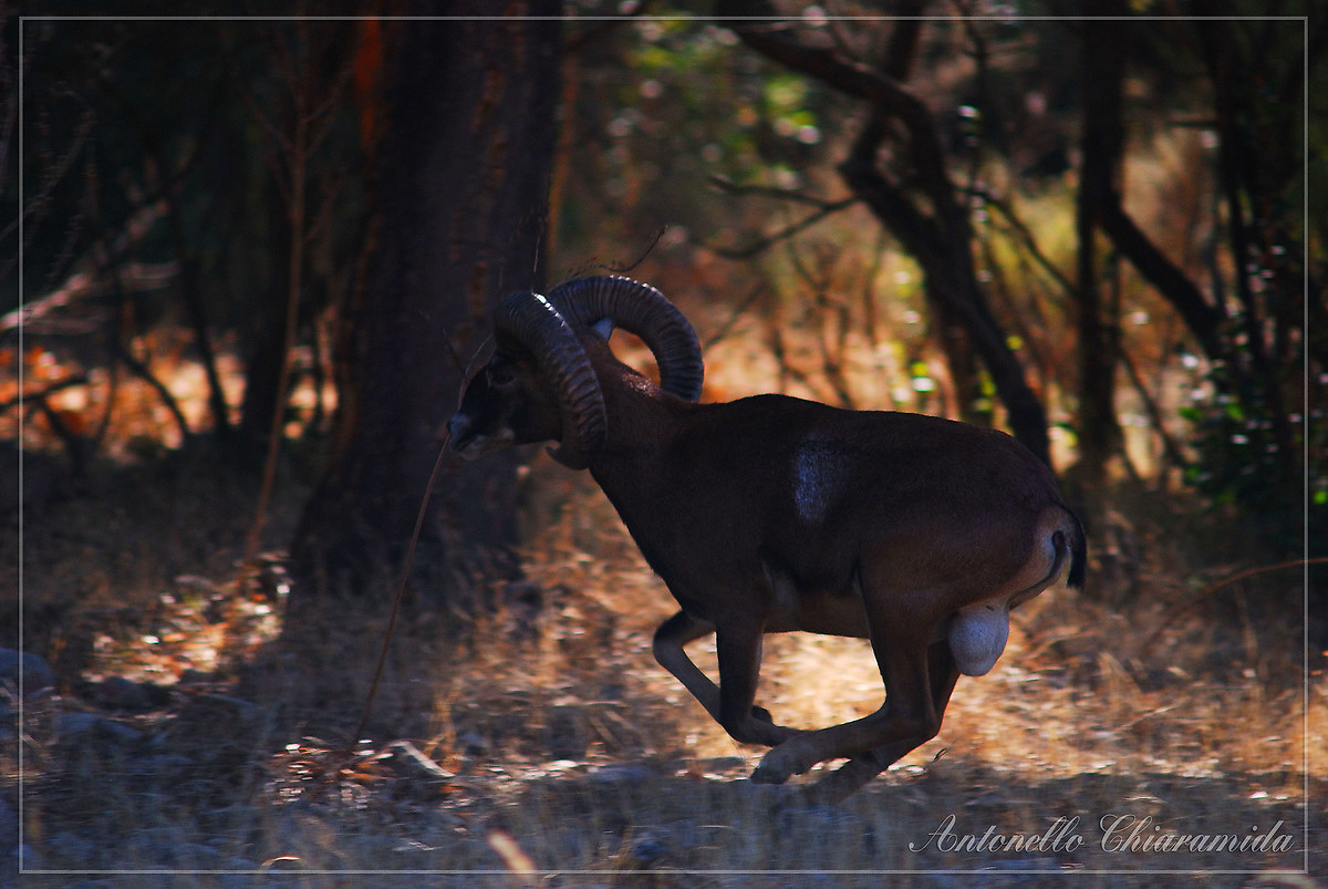 Mouflon male Sardinia