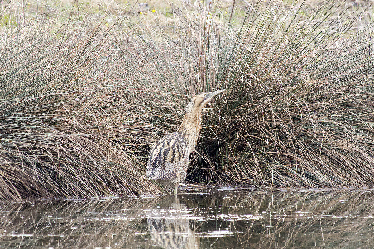 Bittern