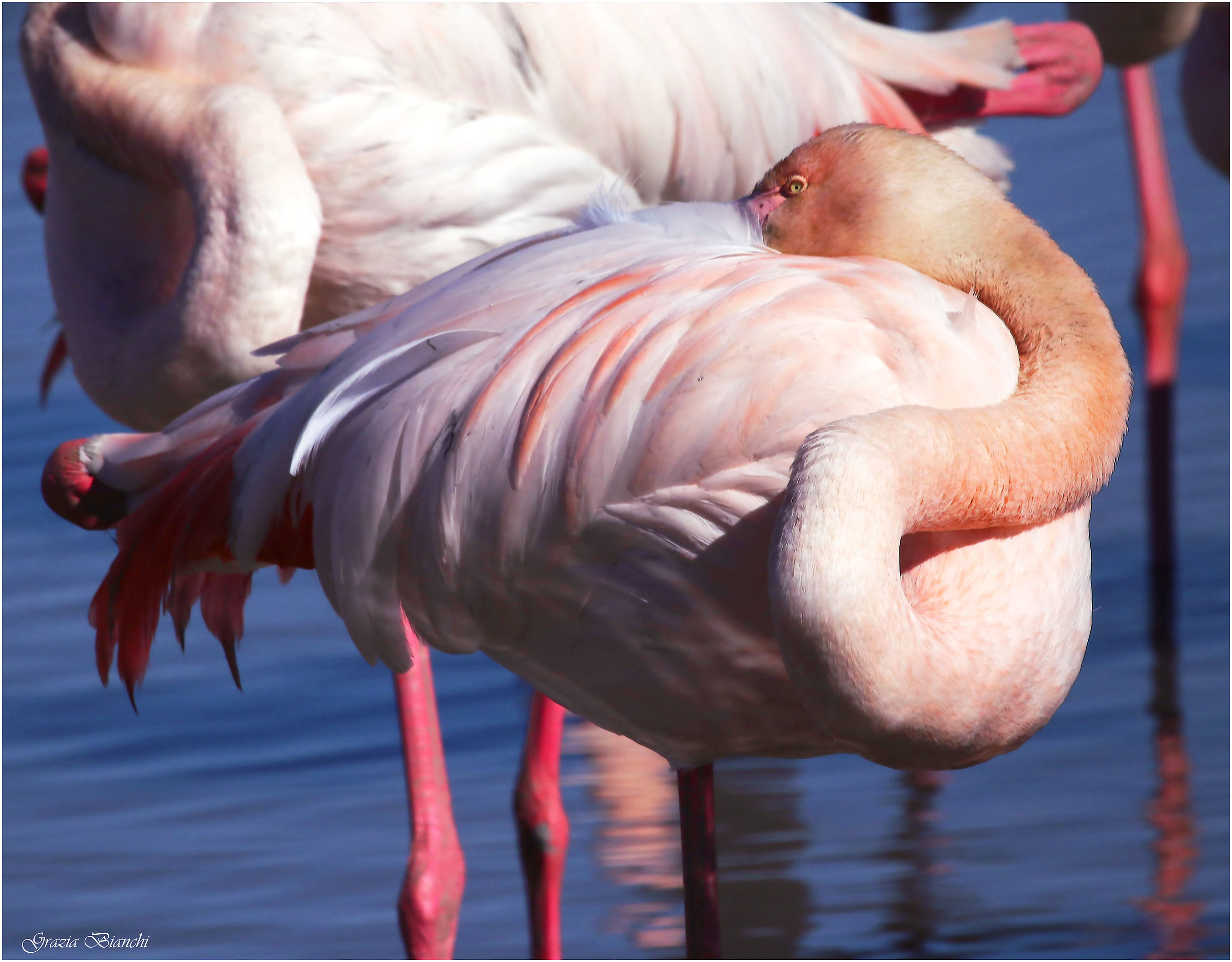 Fenicottero - Camargue