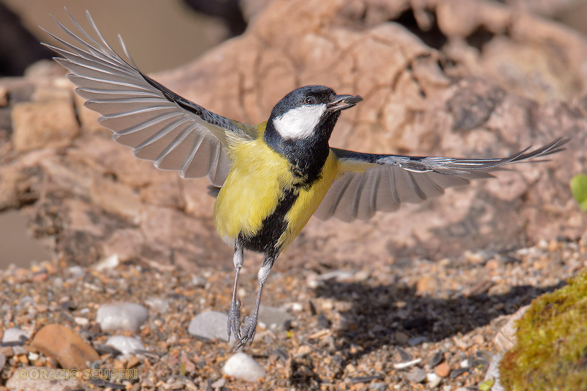 Parus major
