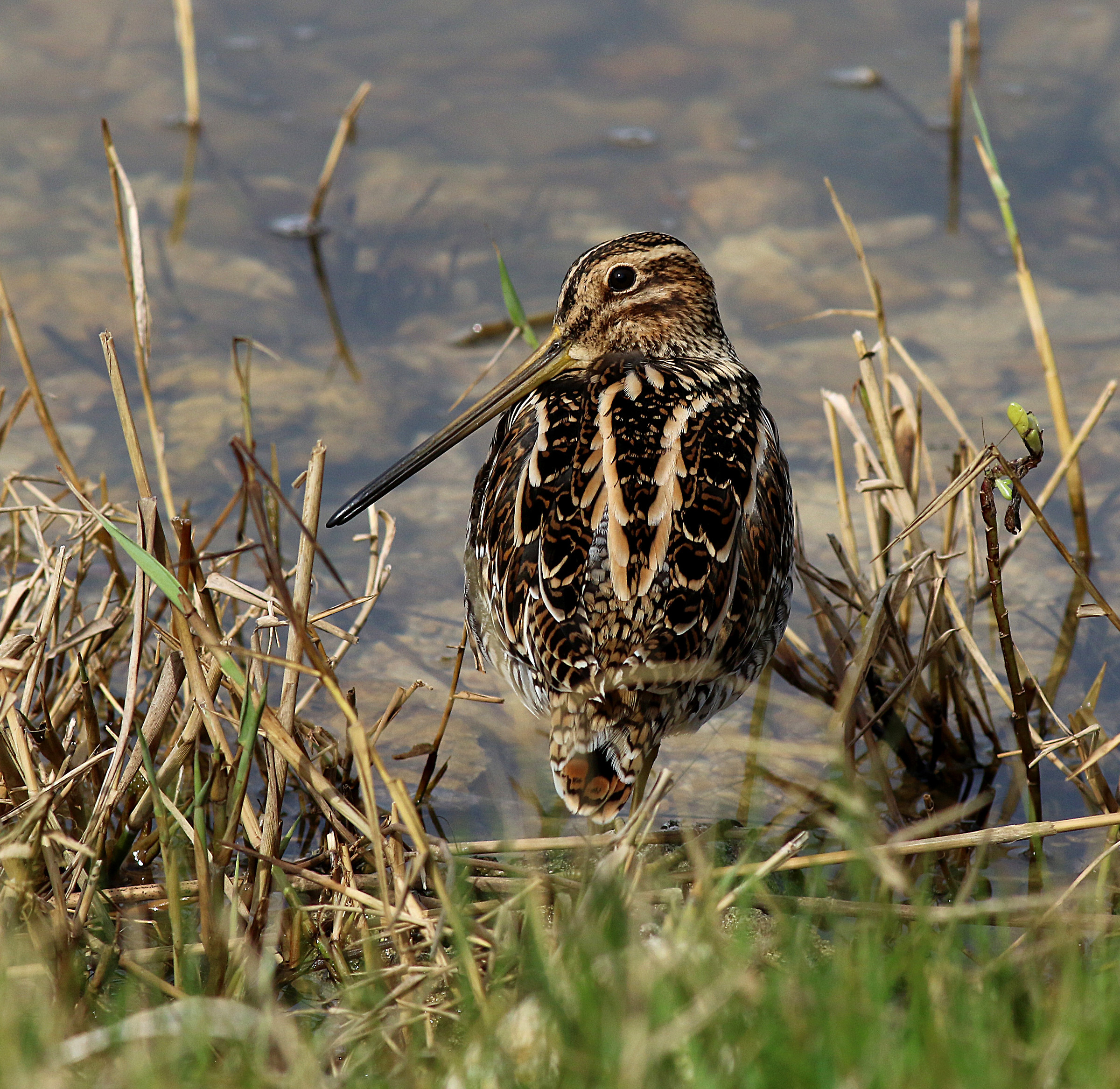 Snipe.