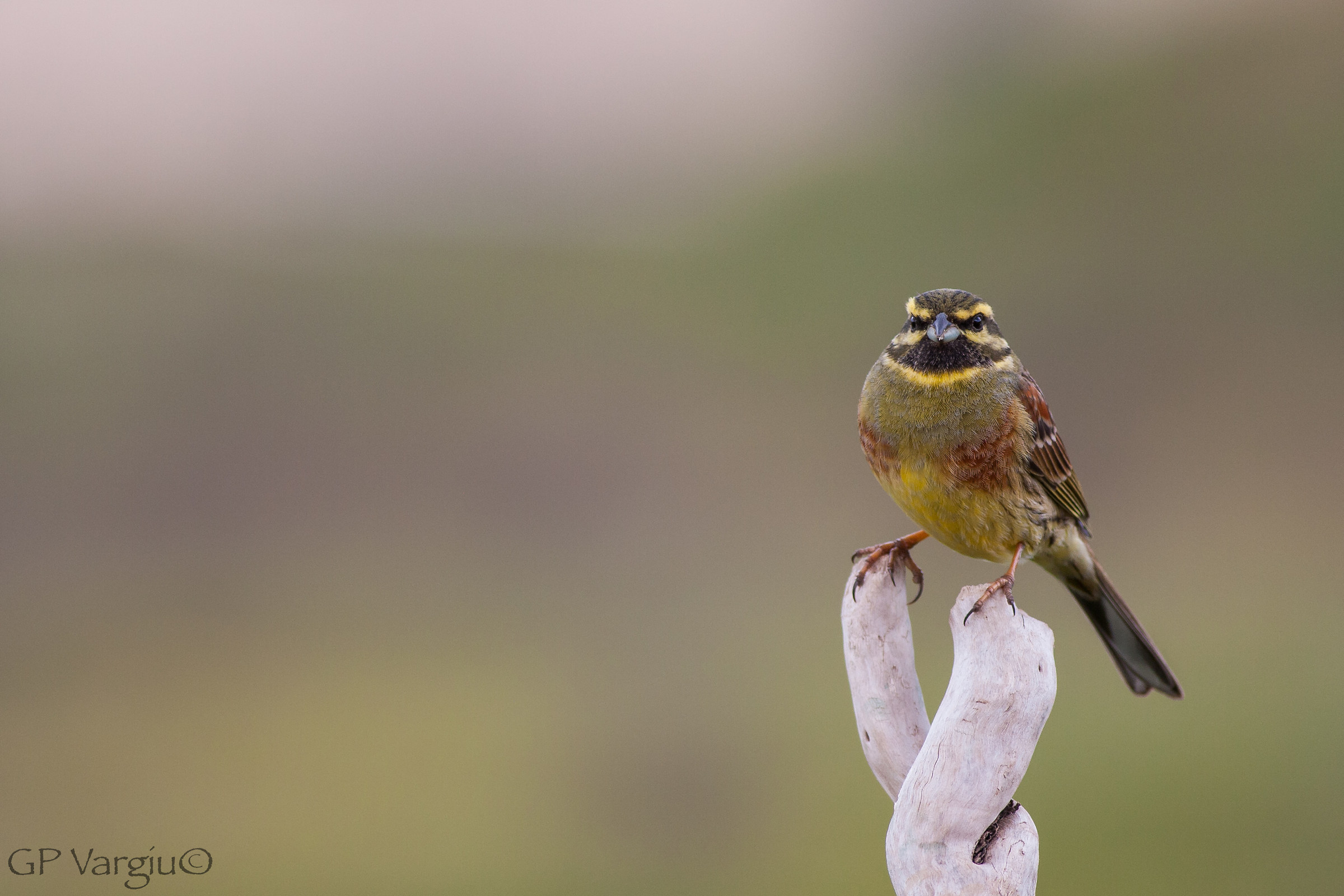 Il mio amico zigolo...