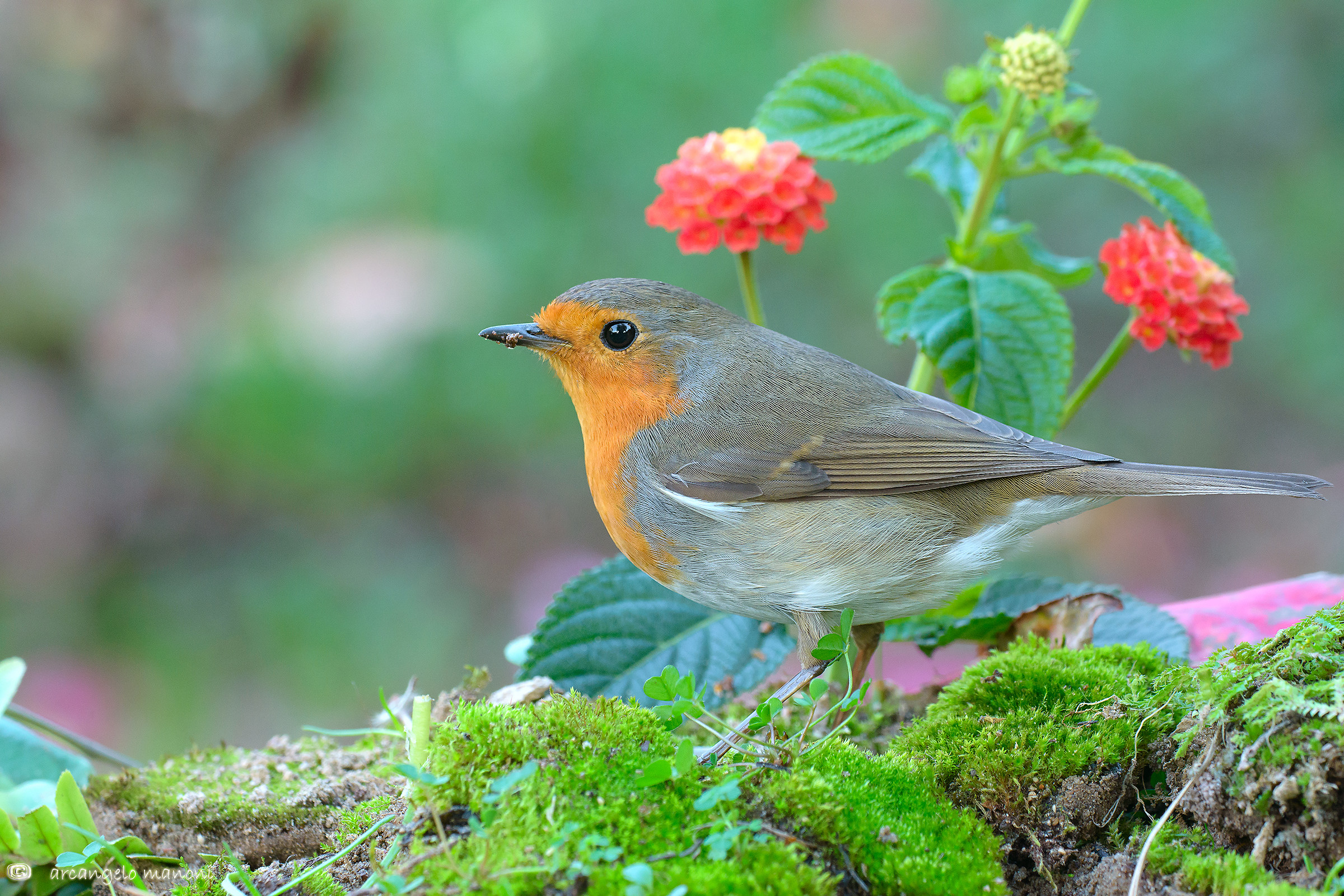 Il pettirosso e la lantana