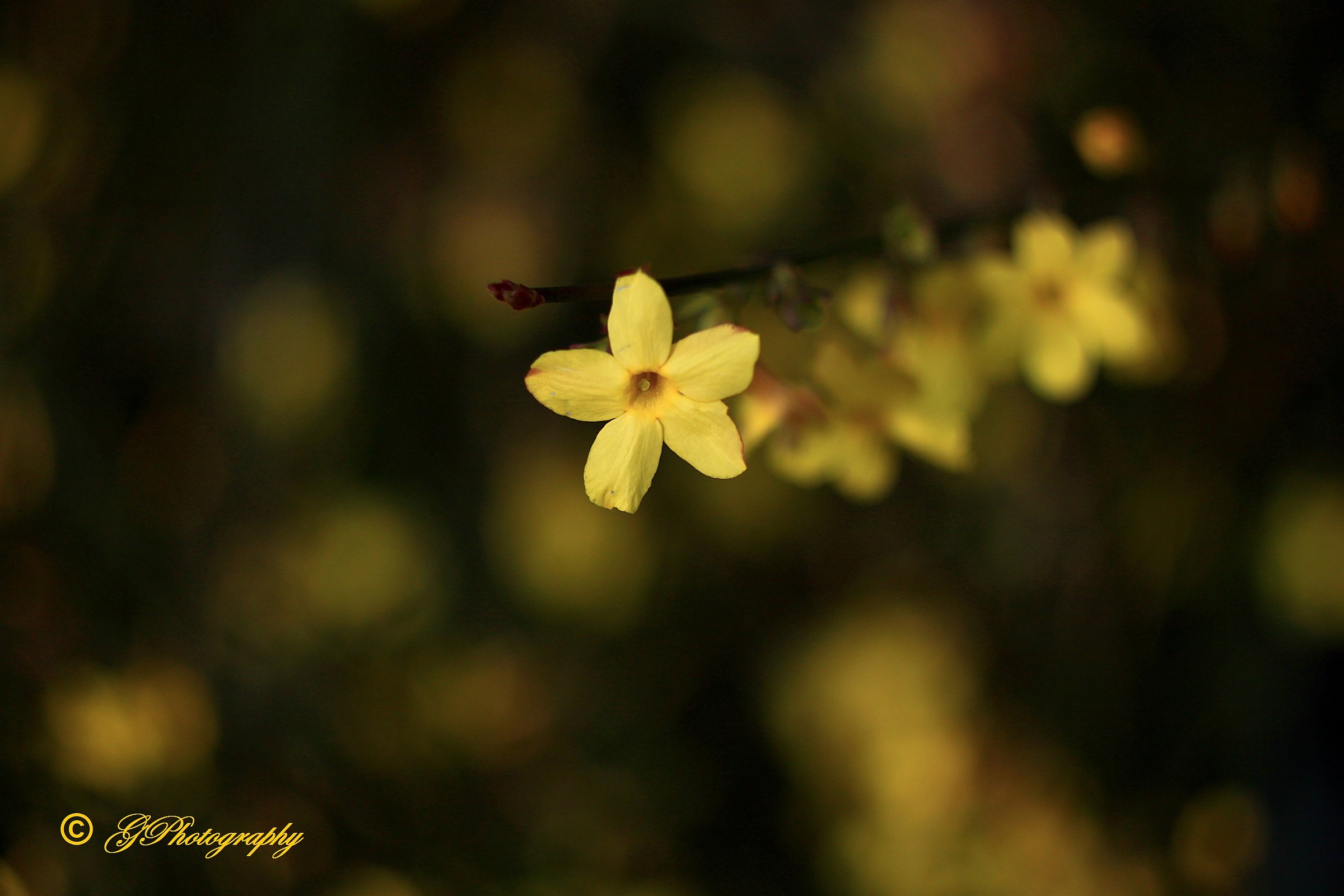 Yellow and tenacious