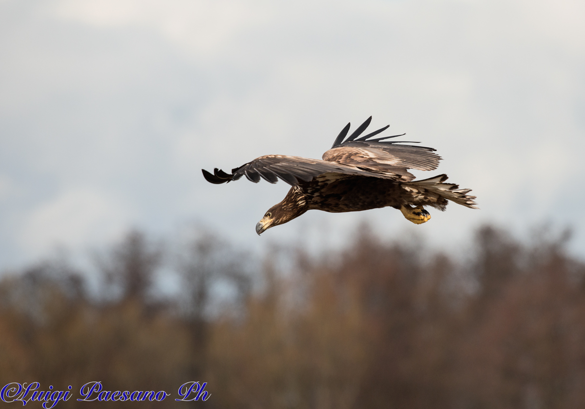 Aquila di Mare(Haliaeetus Albicilla)