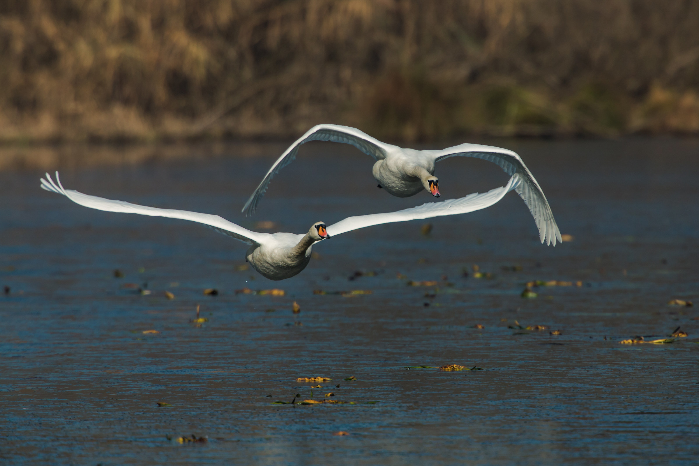 mute swan