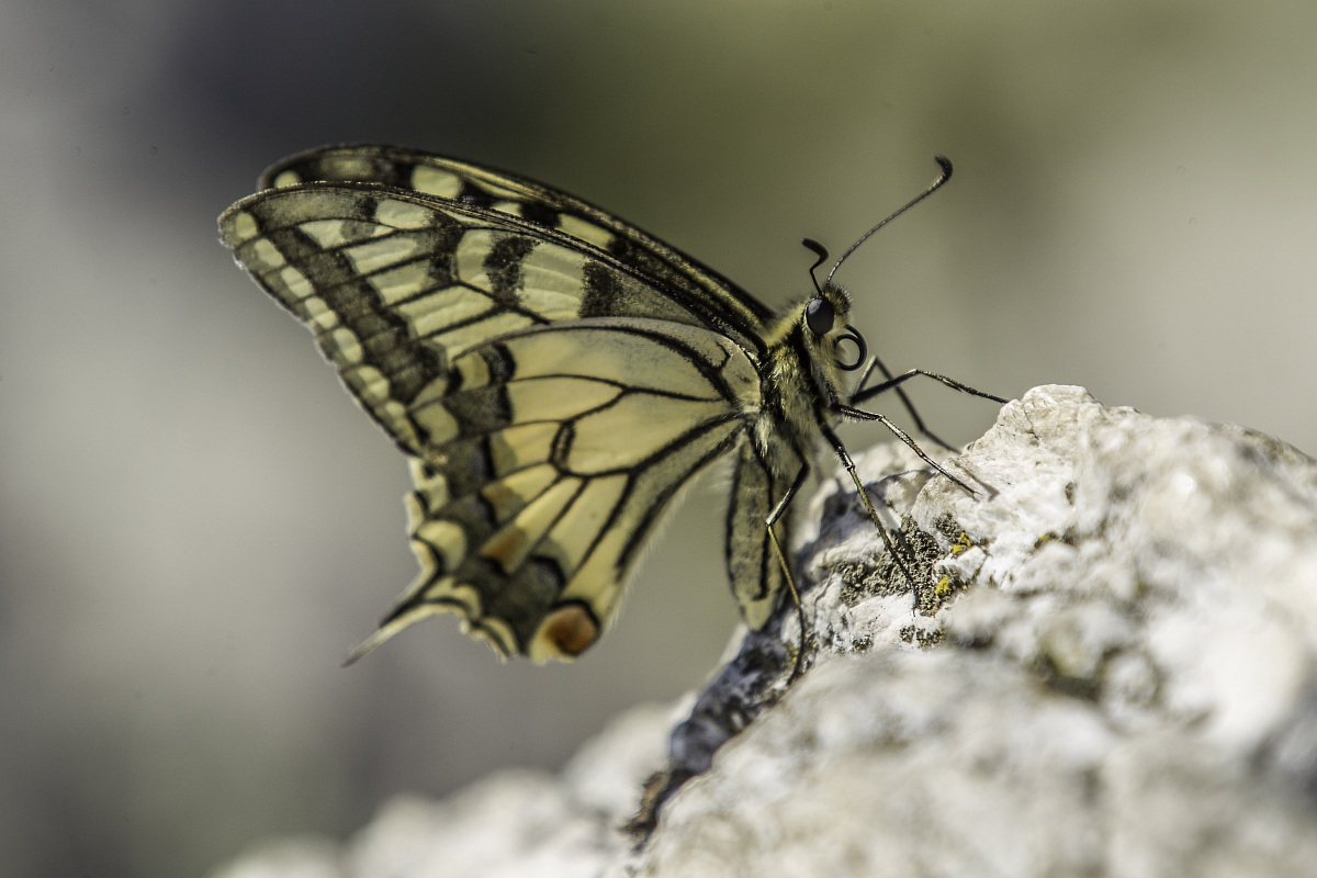 impareggiabile bellezza