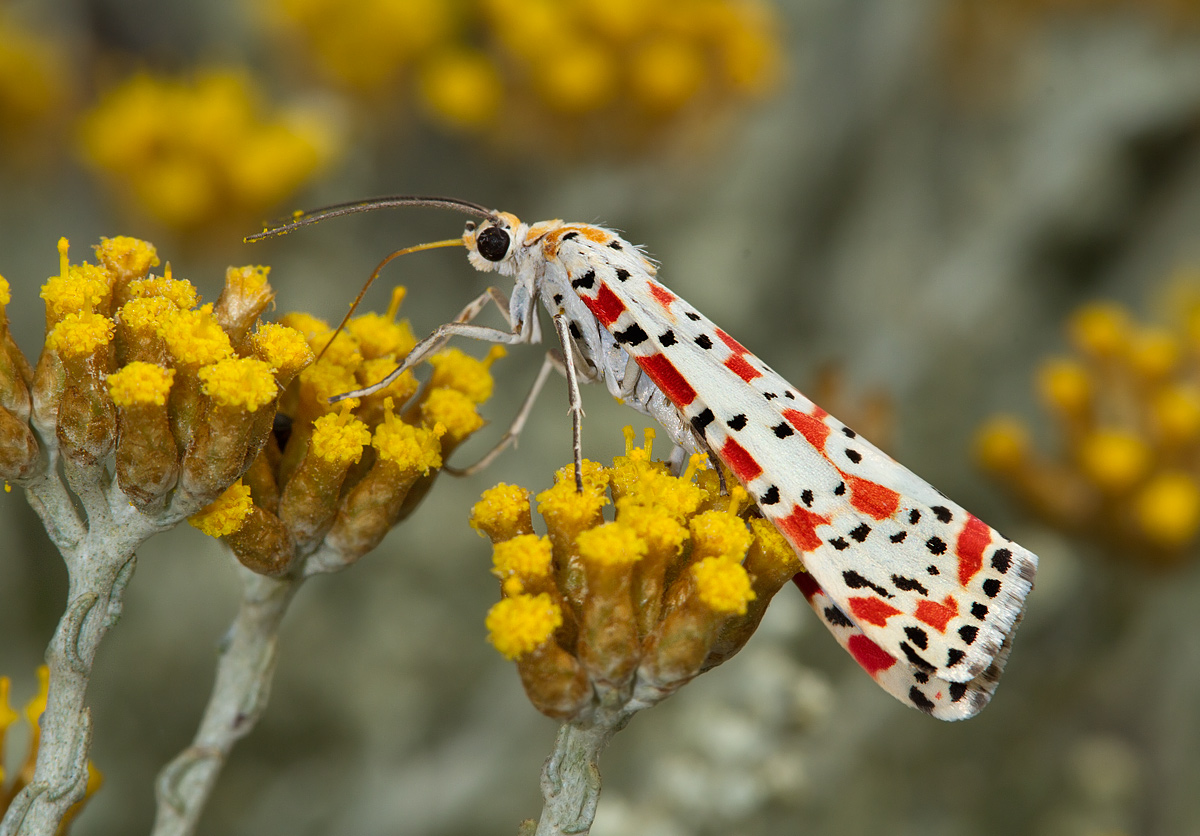 Utetheisa pulchella su Elicriso