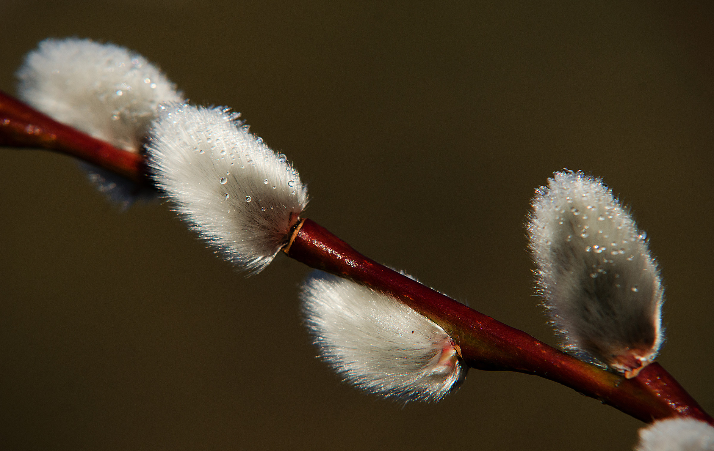 Gocce di rugiada su Spring Buds (al sole)