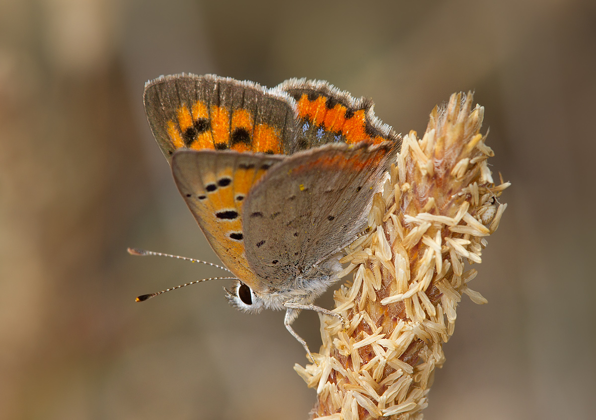 Lycaena phlaeas caeruleapunctata