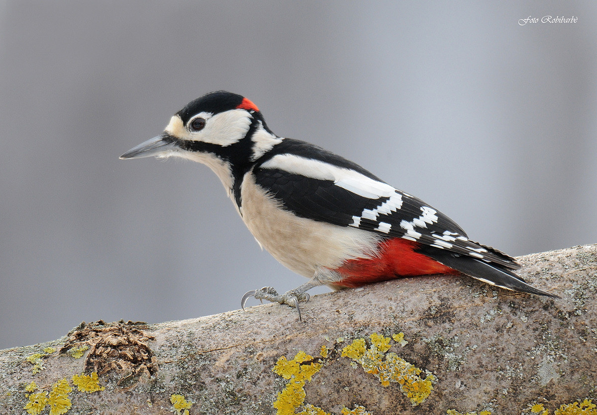 Picchio rosso maggiore...