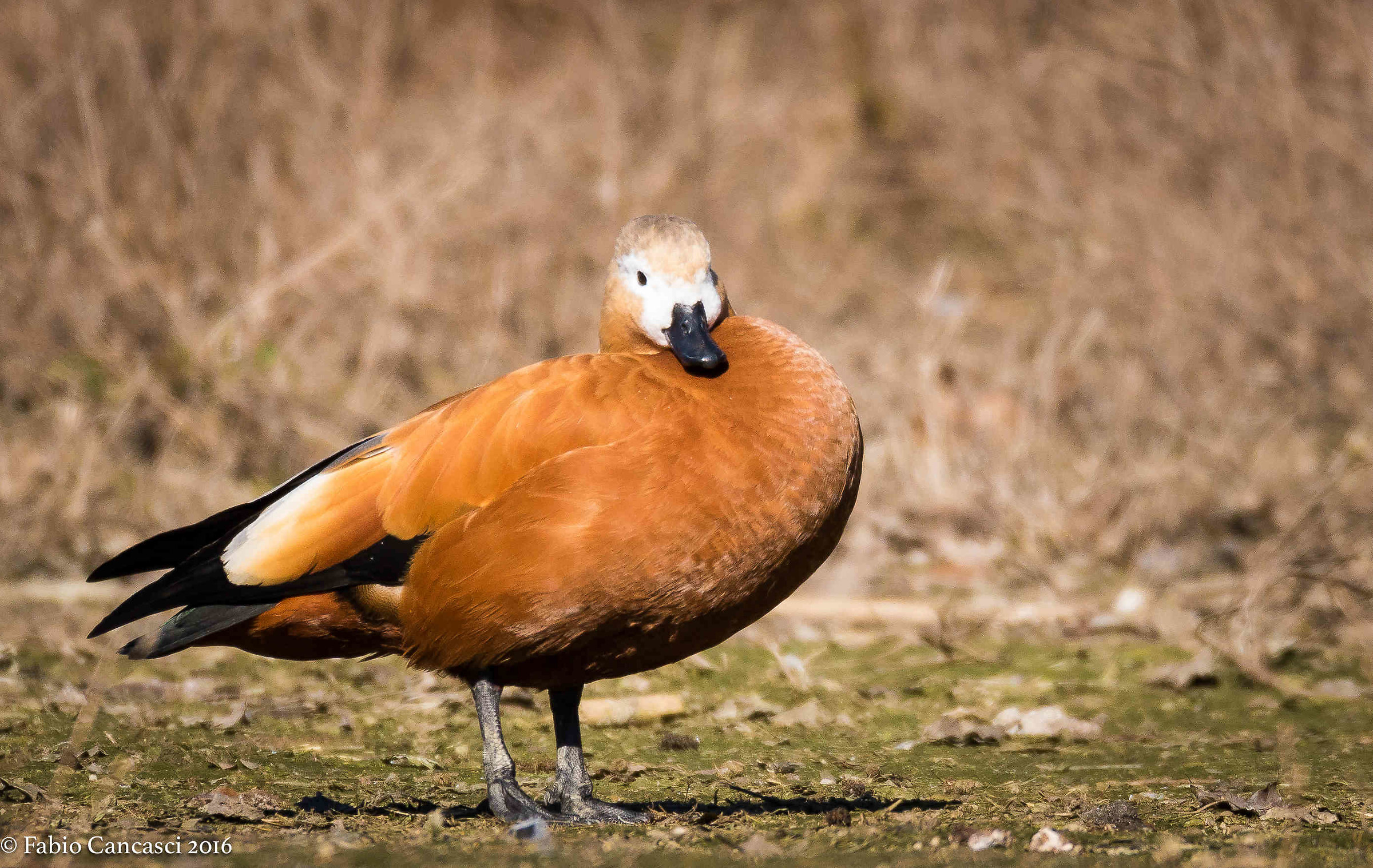 duck shelduck