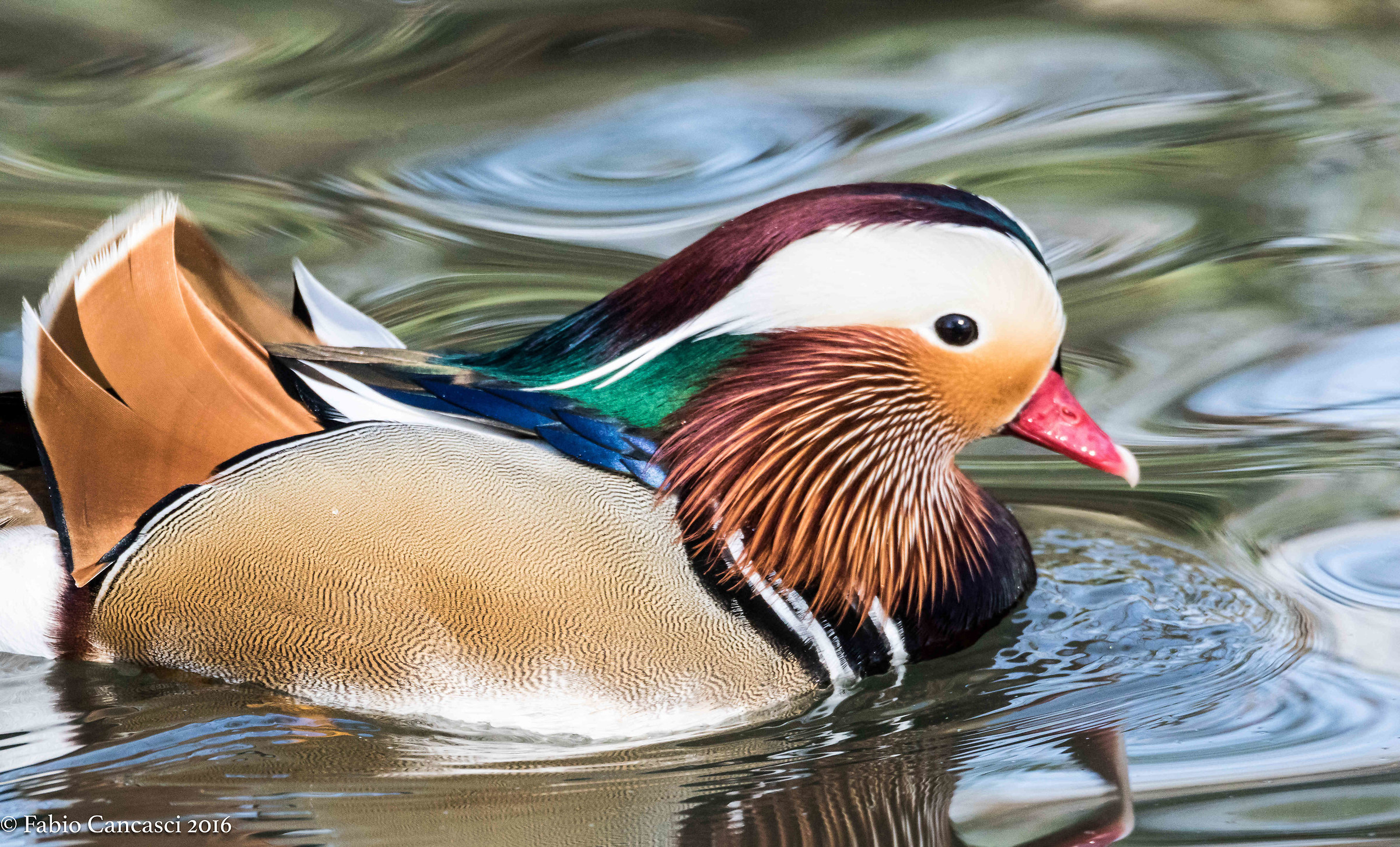 mandarin duck