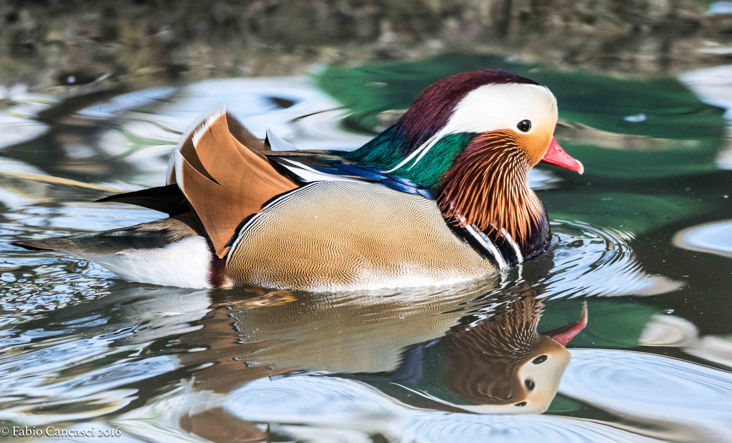 mandarin duck