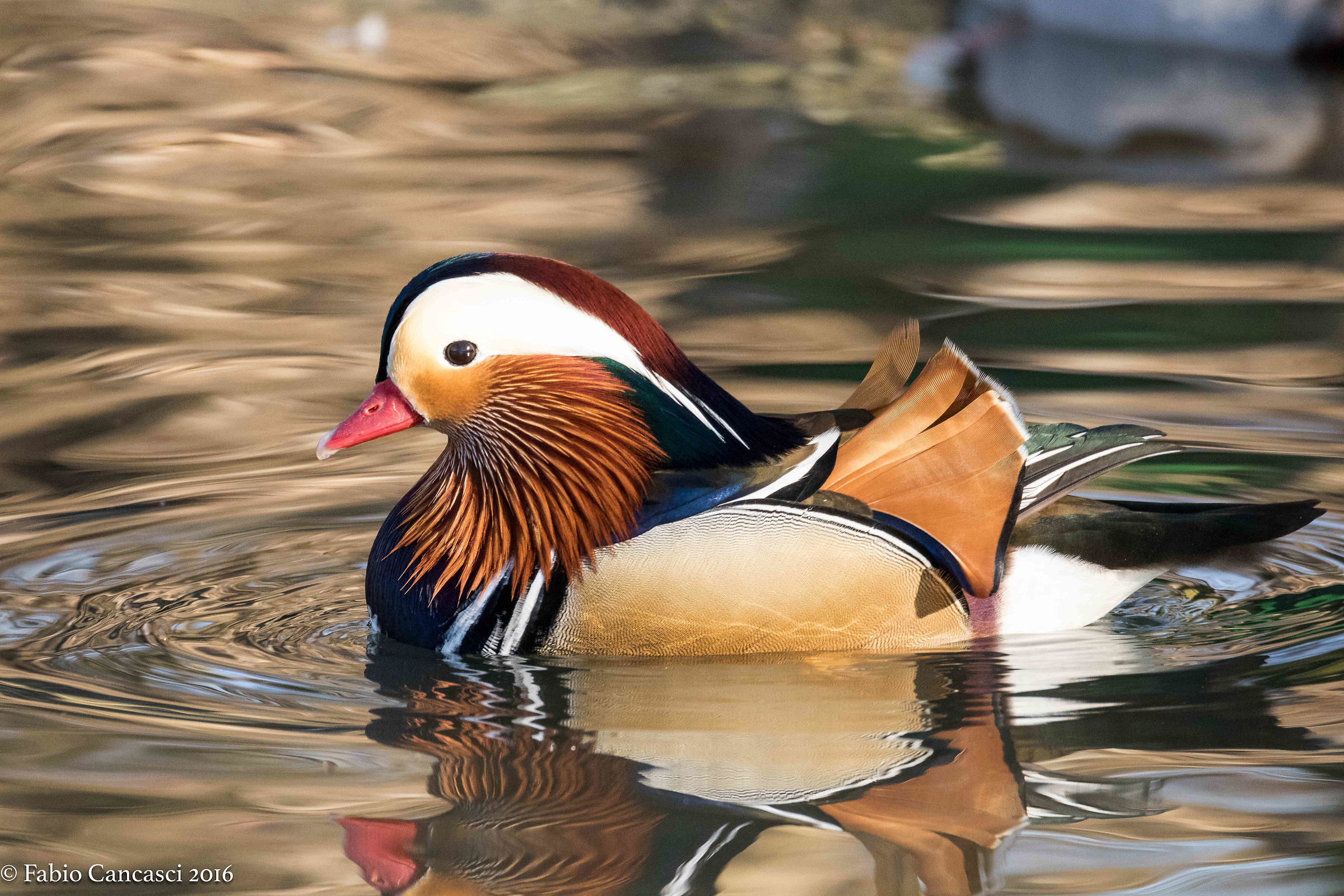 mandarin duck