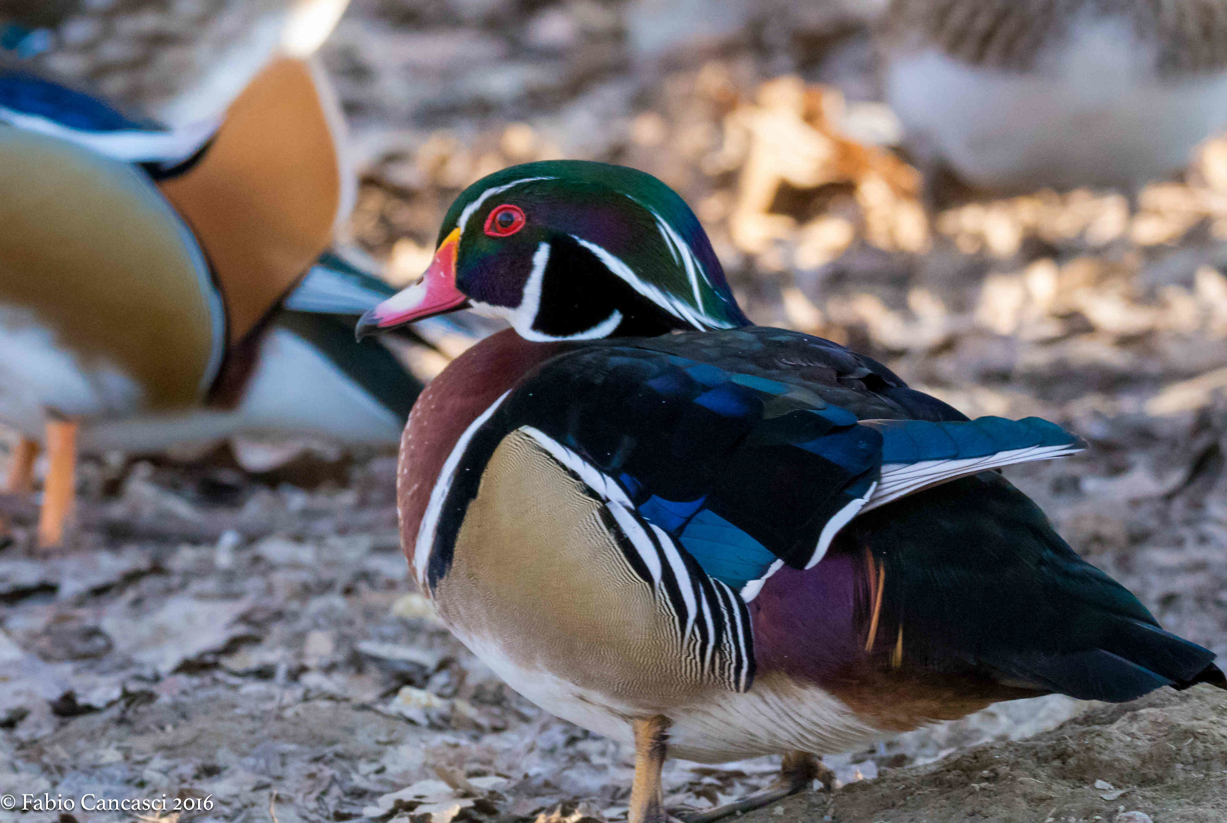 Wood duck