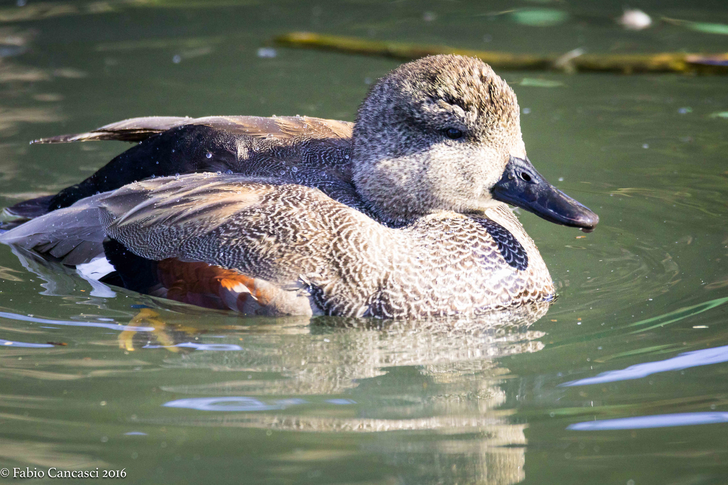 Gadwall male