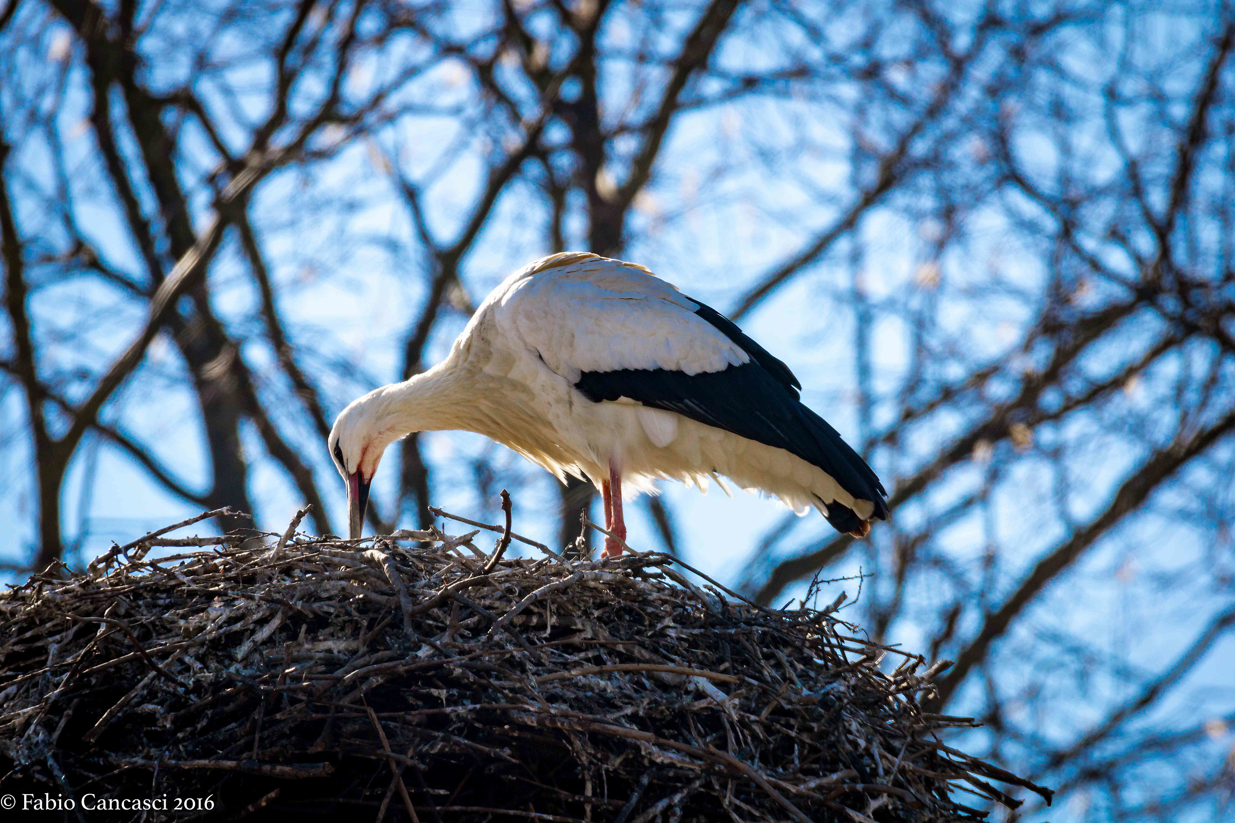 stork