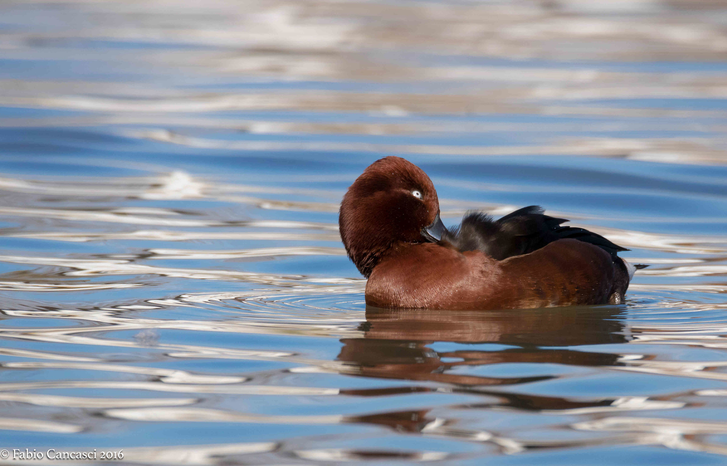 ferruginous duck female