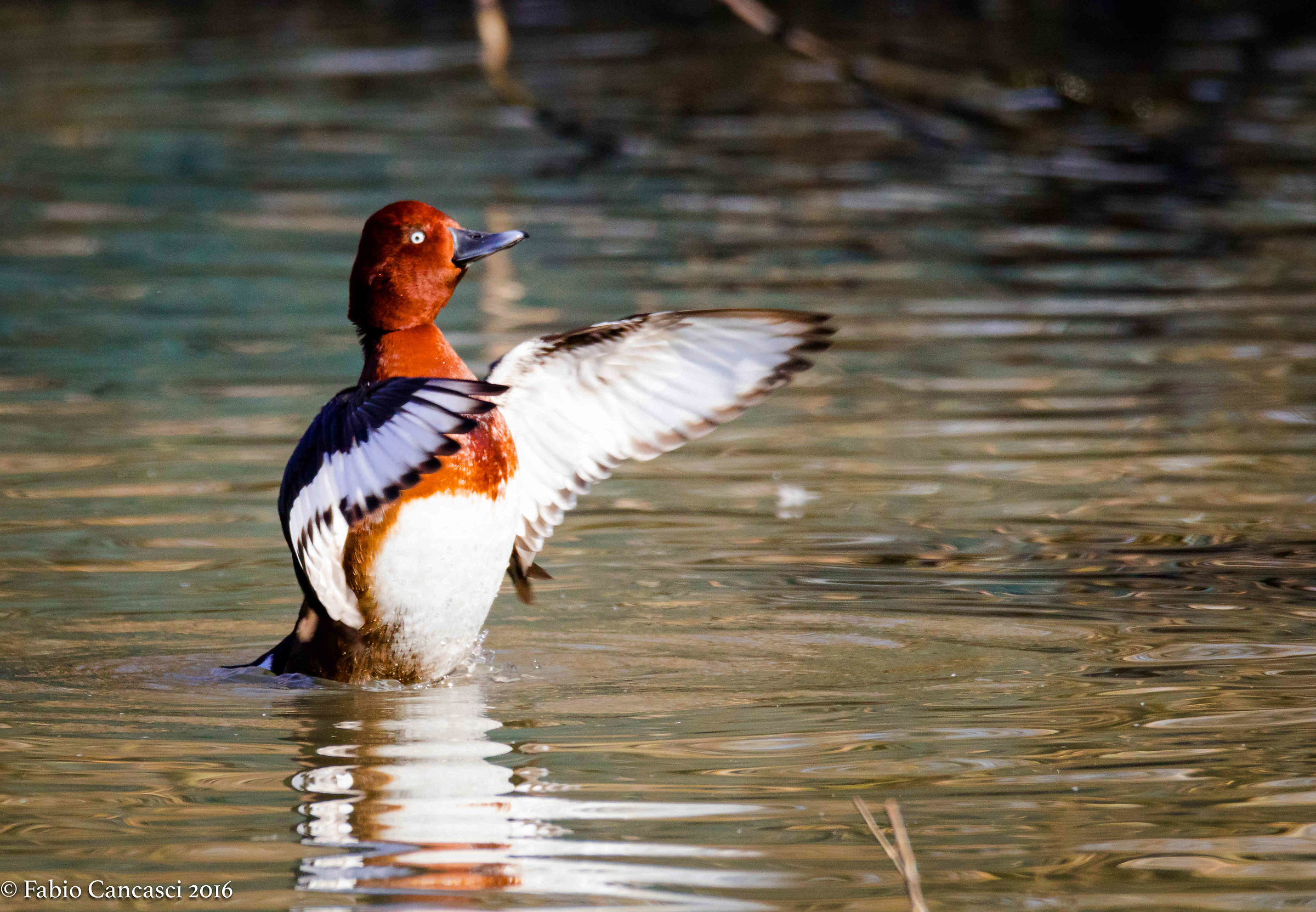 pochard
