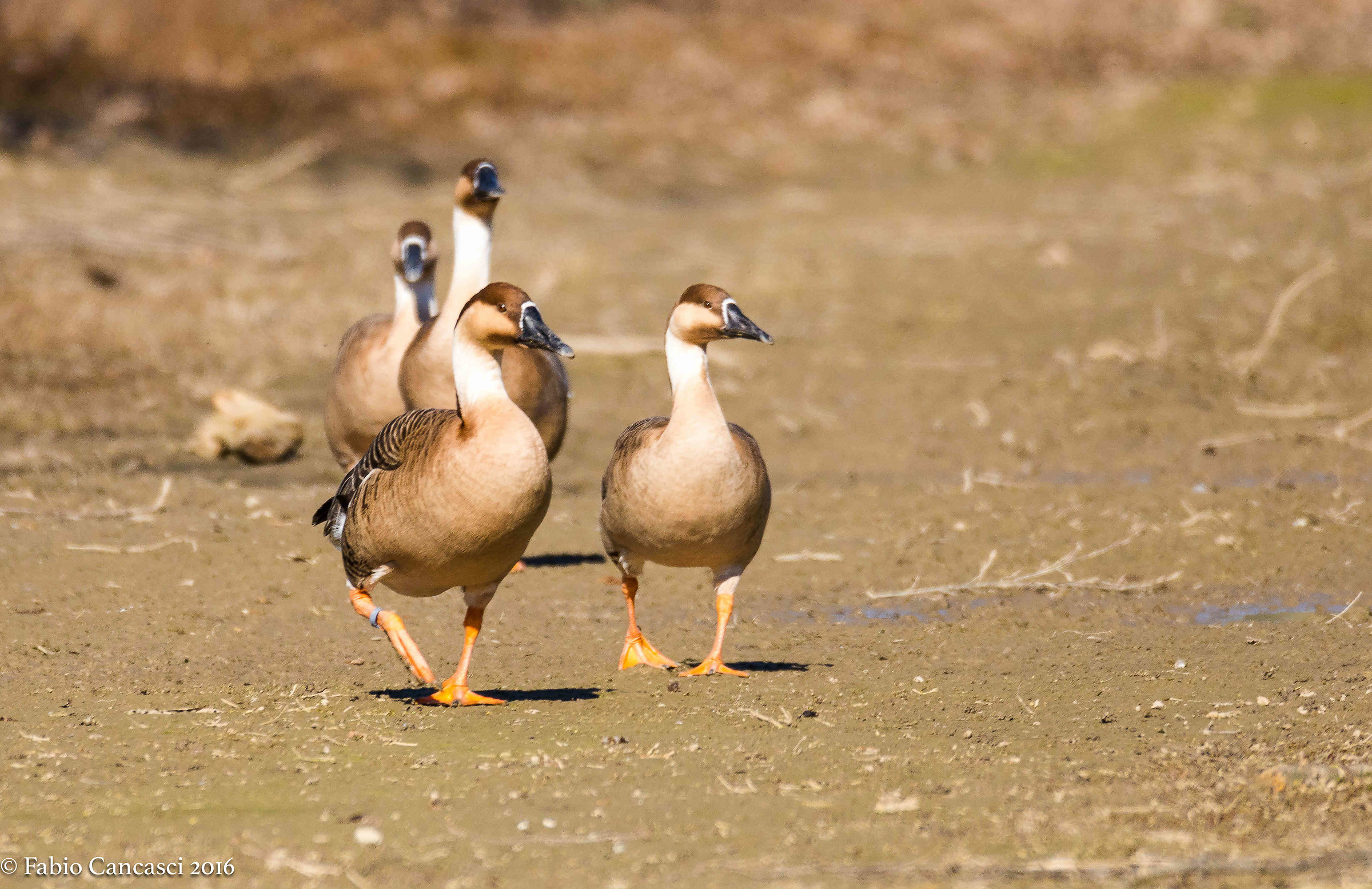 fronted goose