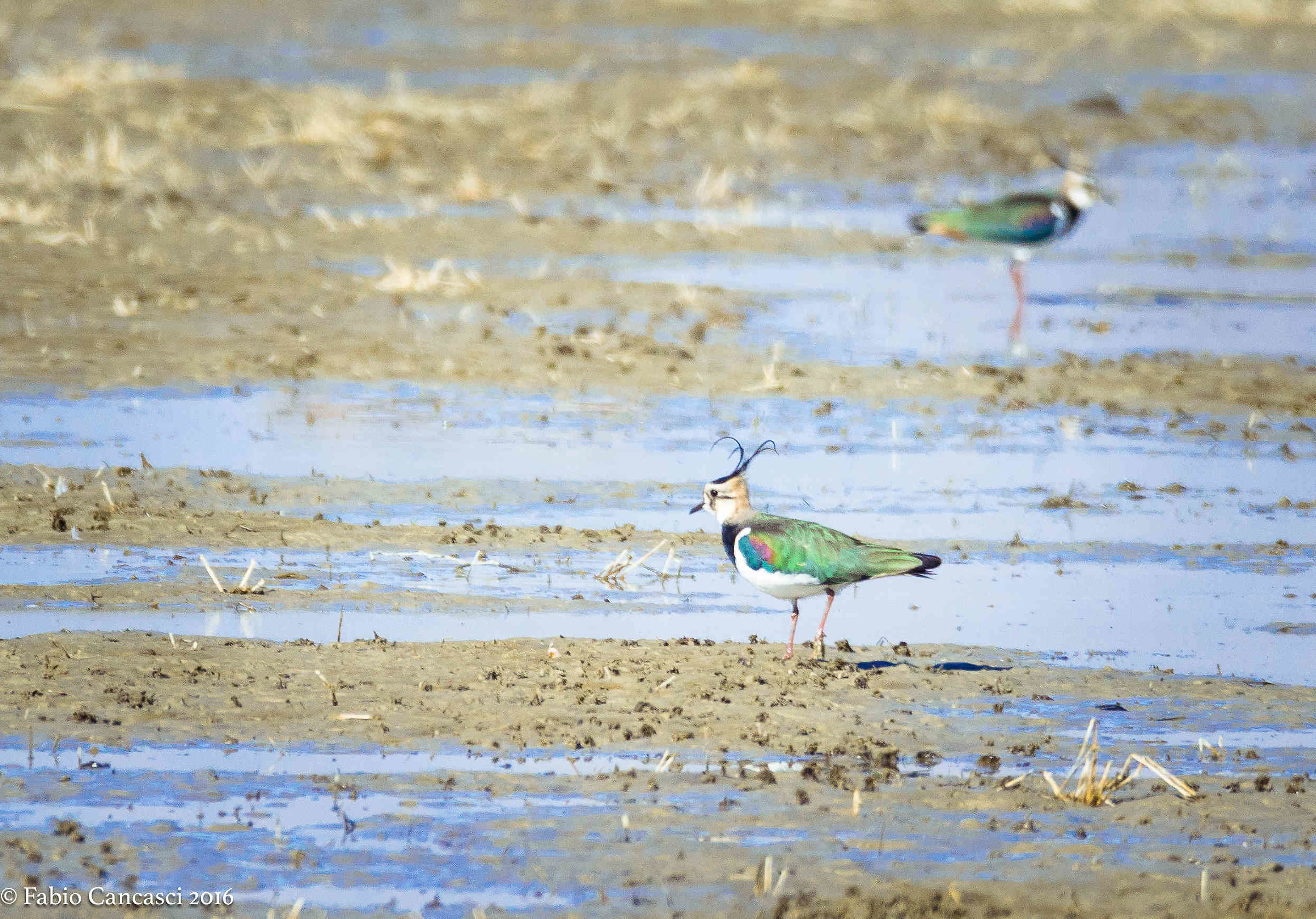 lapwing