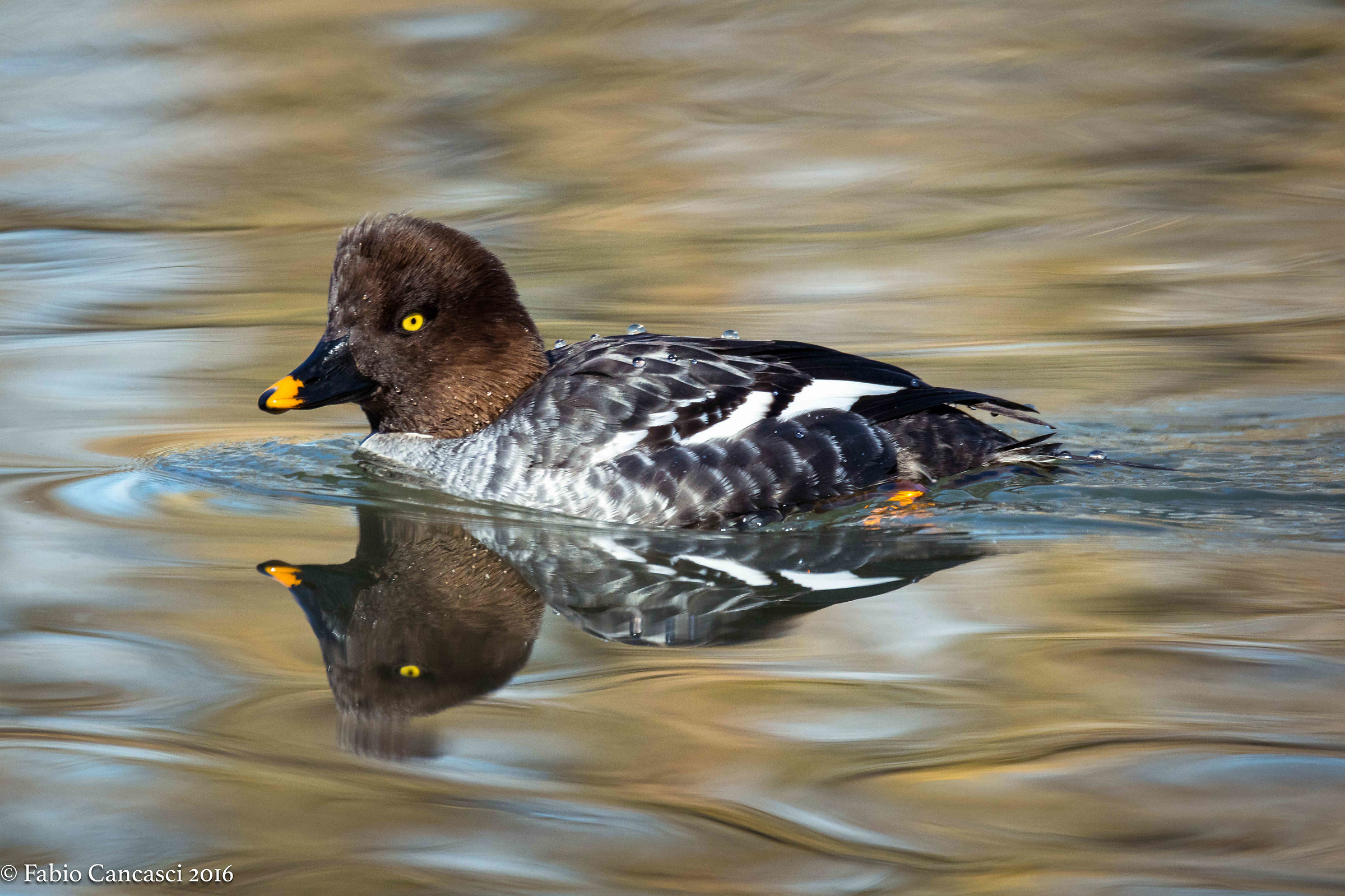goldeneye