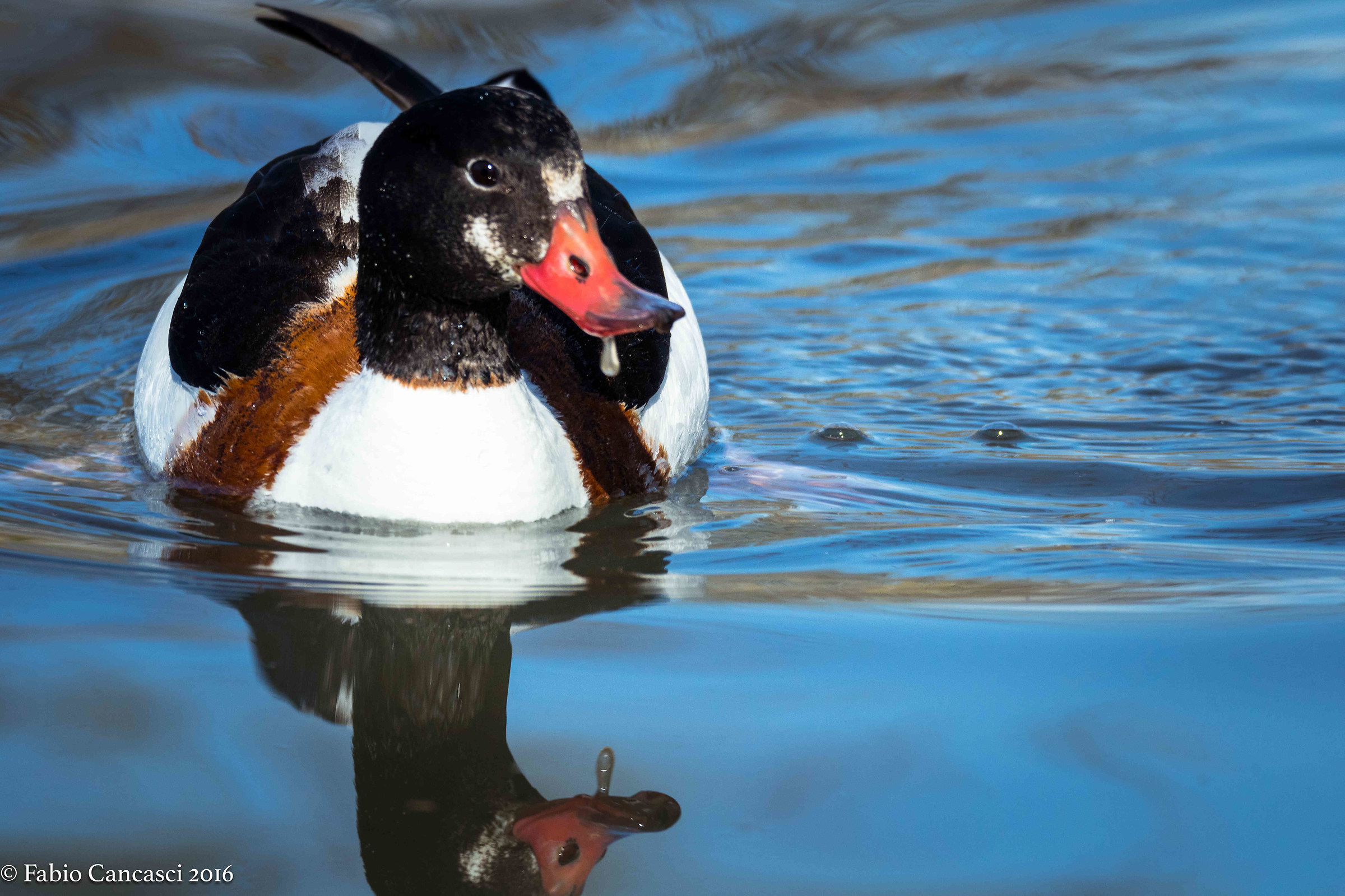 shelduck