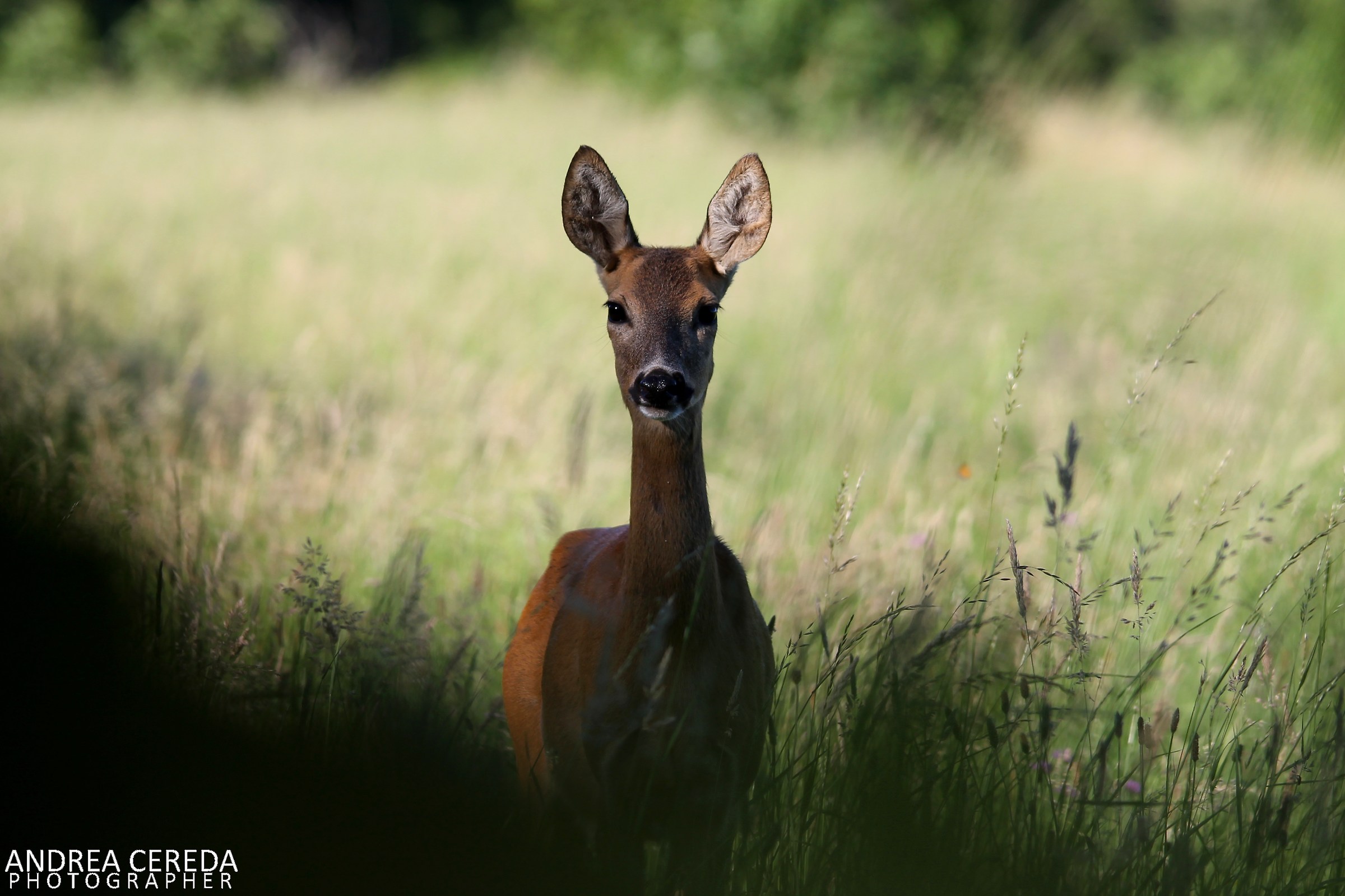 Capreolus capreolus - Capriolo femmina