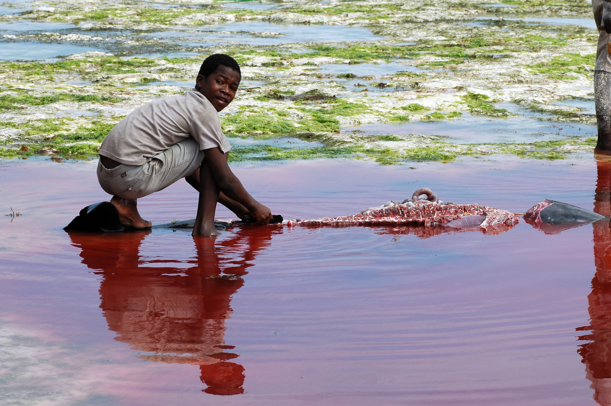 ...... What remains of a big fish